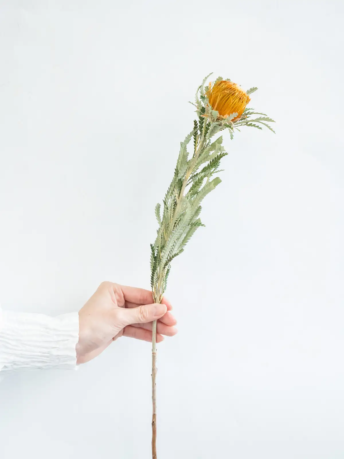 40本 ドライアンドラ フォルモーサ ドライフラワー］ドライアンドラ