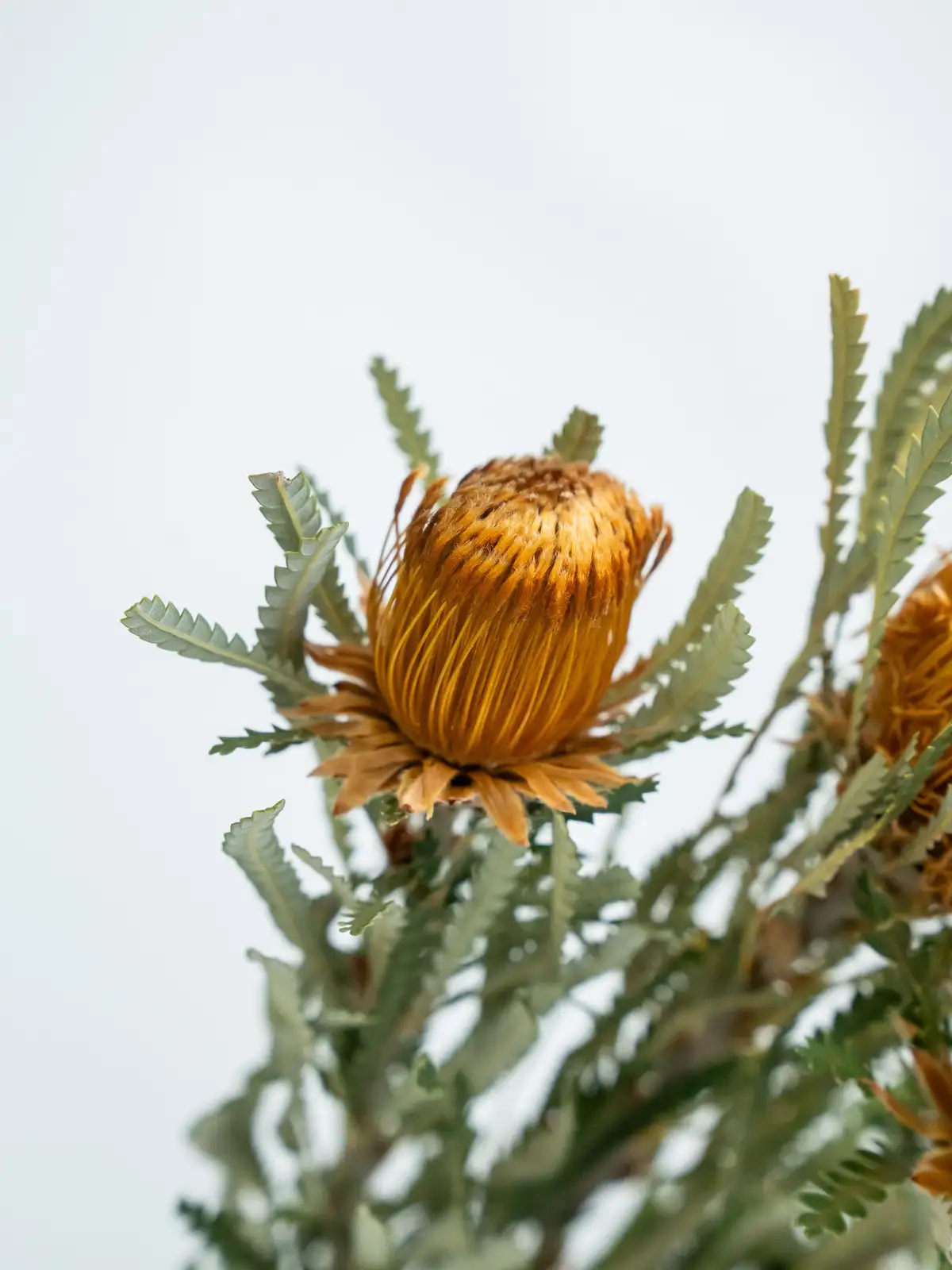 40本　ドライアンドラ　フォルモーサ ドライフラワー］ドライアンドラフォルモーサ商品ページ - 土と