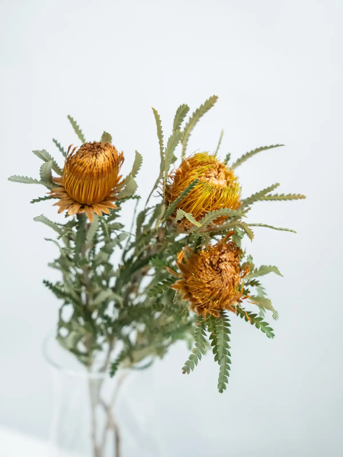 ドライフラワー❇️ゴールドとフォルモーサ❣️ ドライアンドラ（オレンジ）フォルモーサ｜ハナイチ｜花と植物、資材の