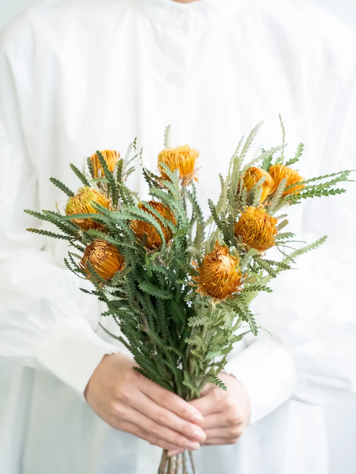 40本 ドライアンドラ フォルモーサ ドライフラワー］ドライアンドラ