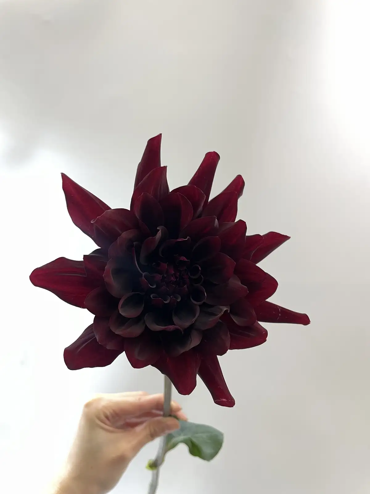 タイムセール】ダリア（赤黒）黒蝶｜ハナイチ｜花と植物、資材の