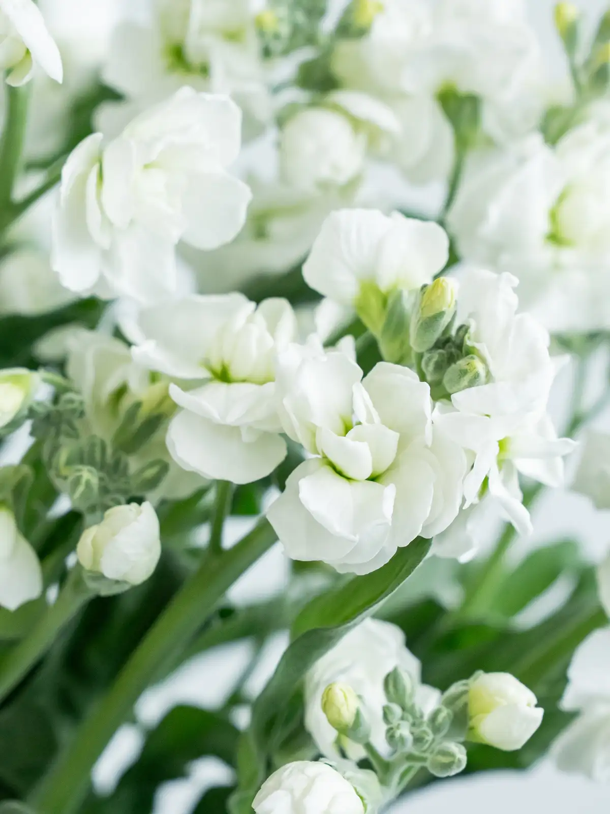 SPストック（白）ホワイトスパーク｜ハナイチ｜花と植物、資材の仕入れ