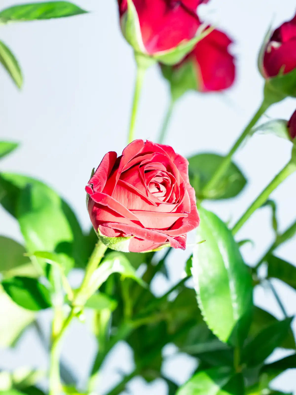 SPバラ（赤）ルビーブリリア｜ハナイチ｜花と植物、資材の仕入れサイト