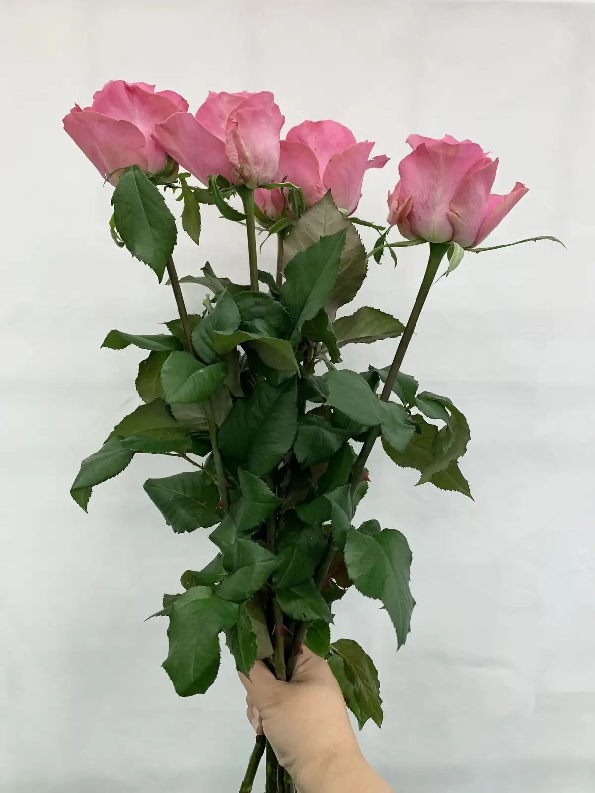 なつぴょん　まとめ　約74点 　(バラ売り要相談) maxresdefault.jpg