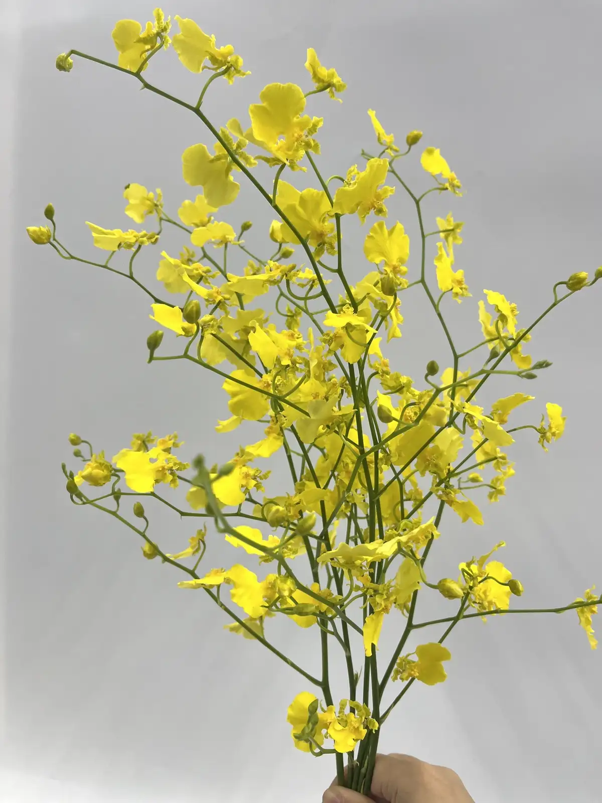 タイムセール】オンシジューム（黄）ハニードロップ｜ハナイチ｜花と