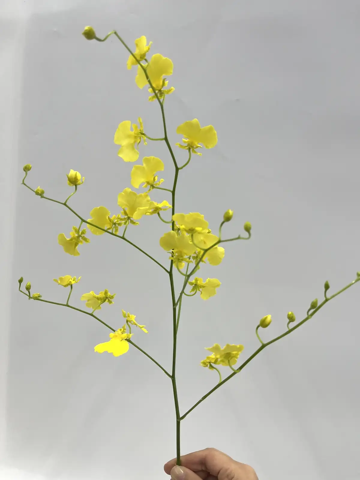 タイムセール】オンシジューム（黄）ハニードロップ｜ハナイチ｜花と