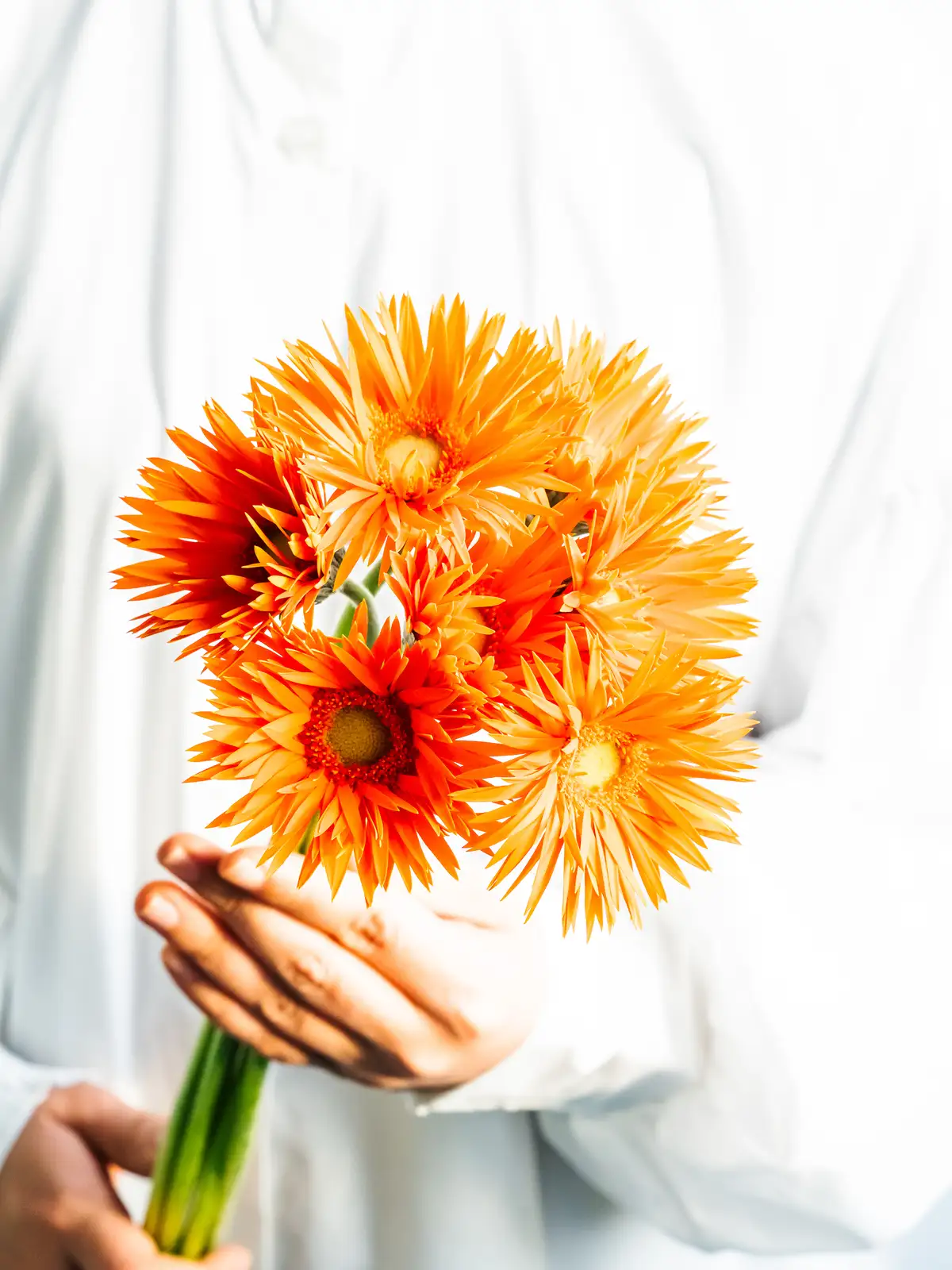 ガーベラ（オレンジ）ネッツァー｜ハナイチ｜花と植物、資材の仕入れサイト