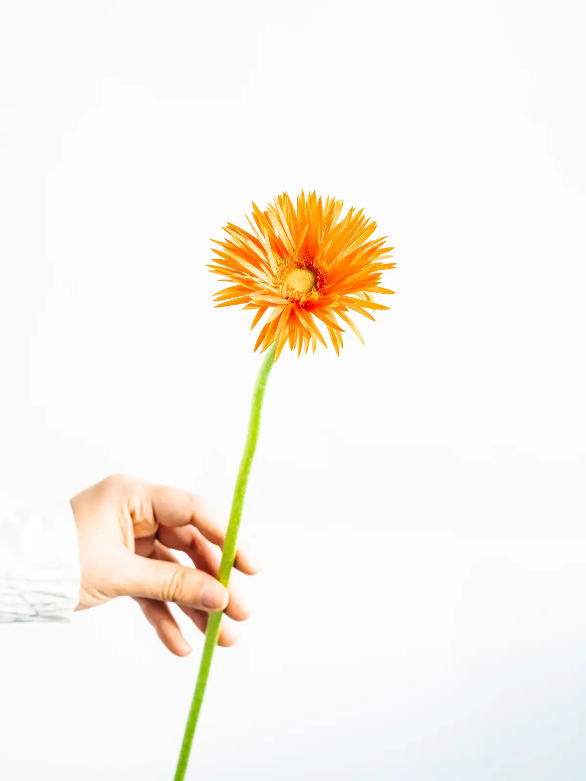 ガーベラ（オレンジ）ネッツァー｜ハナイチ｜花と植物、資材の仕入れサイト