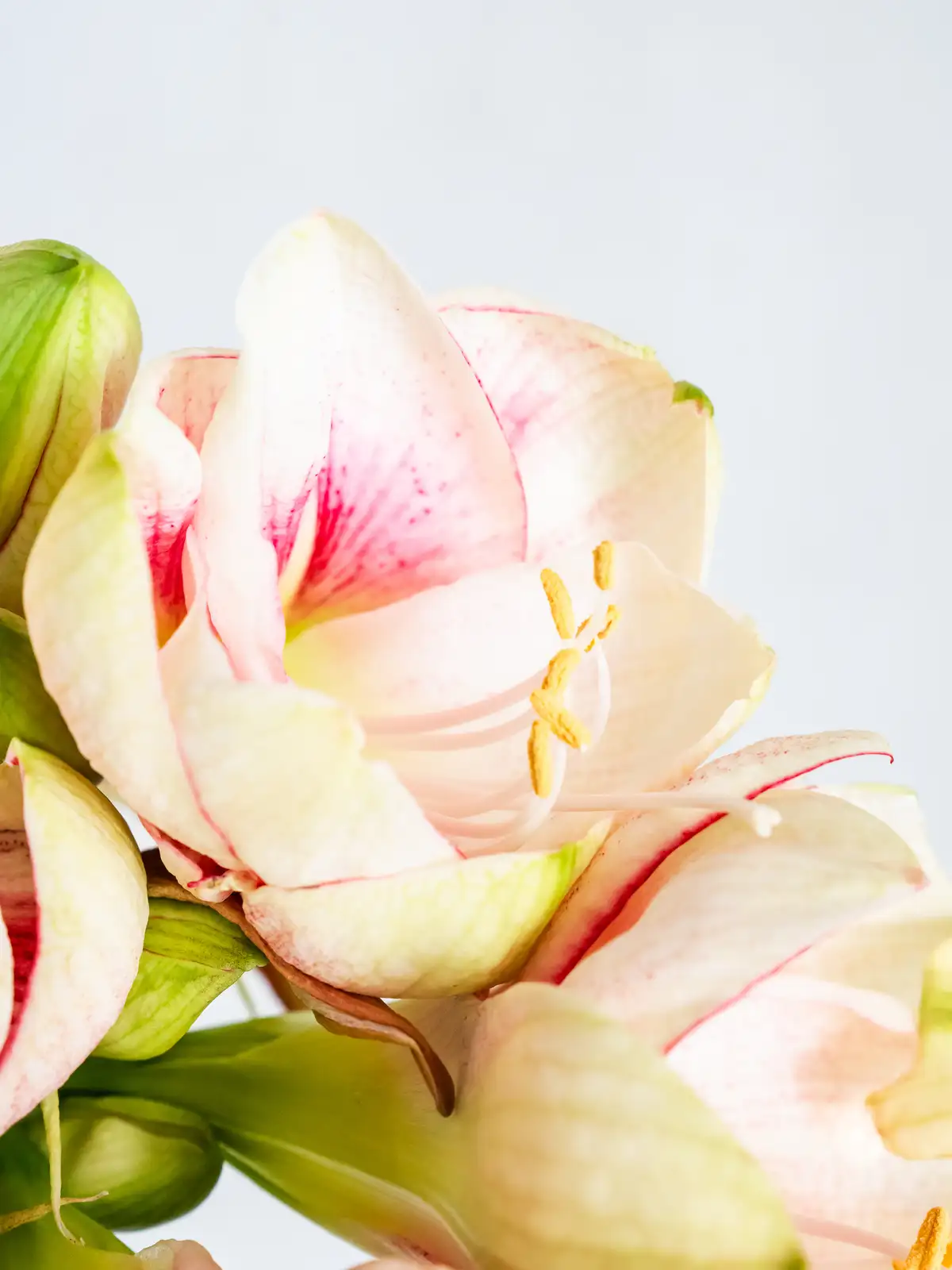 アマリリス（ピンク）エクセプション｜ハナイチ｜花と植物、資材の