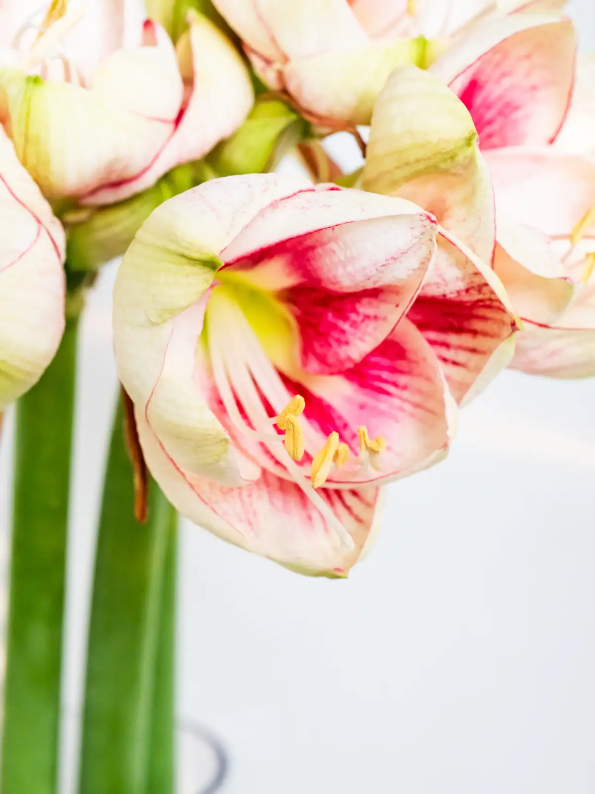 アマリリス（ピンク）エクセプション｜ハナイチ｜花と植物、資材の