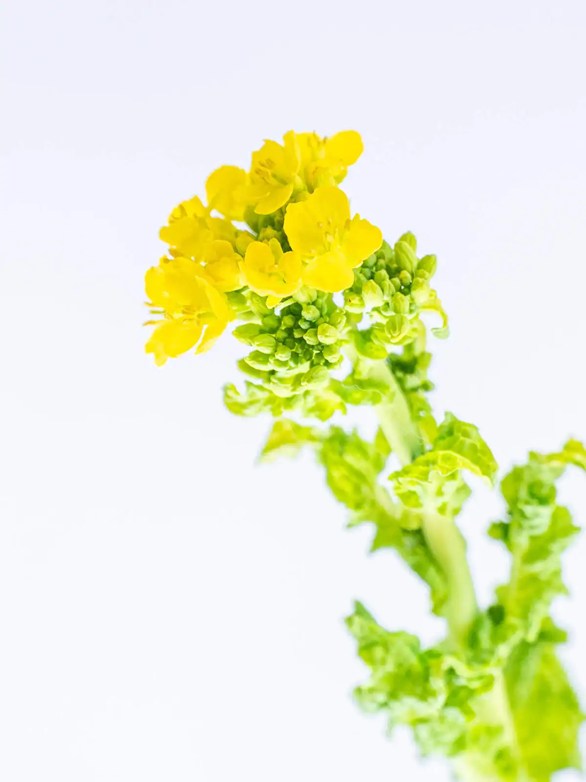 タイムセール】菜の花（その他） ｜ハナイチ｜花と植物、資材の仕入れ