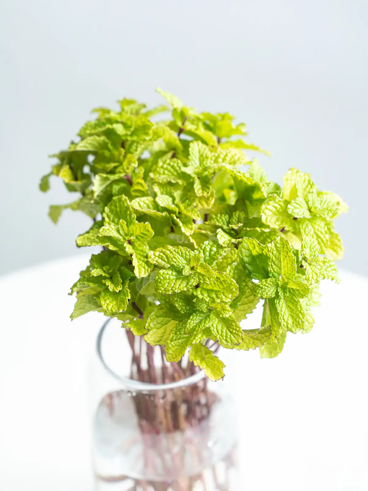 スペアミントと その お花 とちょっと デカ スペアミント ミント（緑）スペアミント｜ハナイチ｜花と植物、資材の仕入れサイト