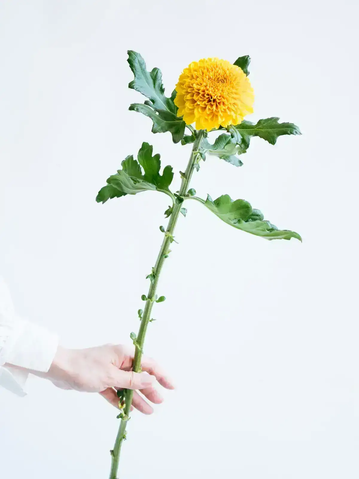 小菊 （白） らむね｜ハナイチ｜花と植物、資材の仕入れサイト