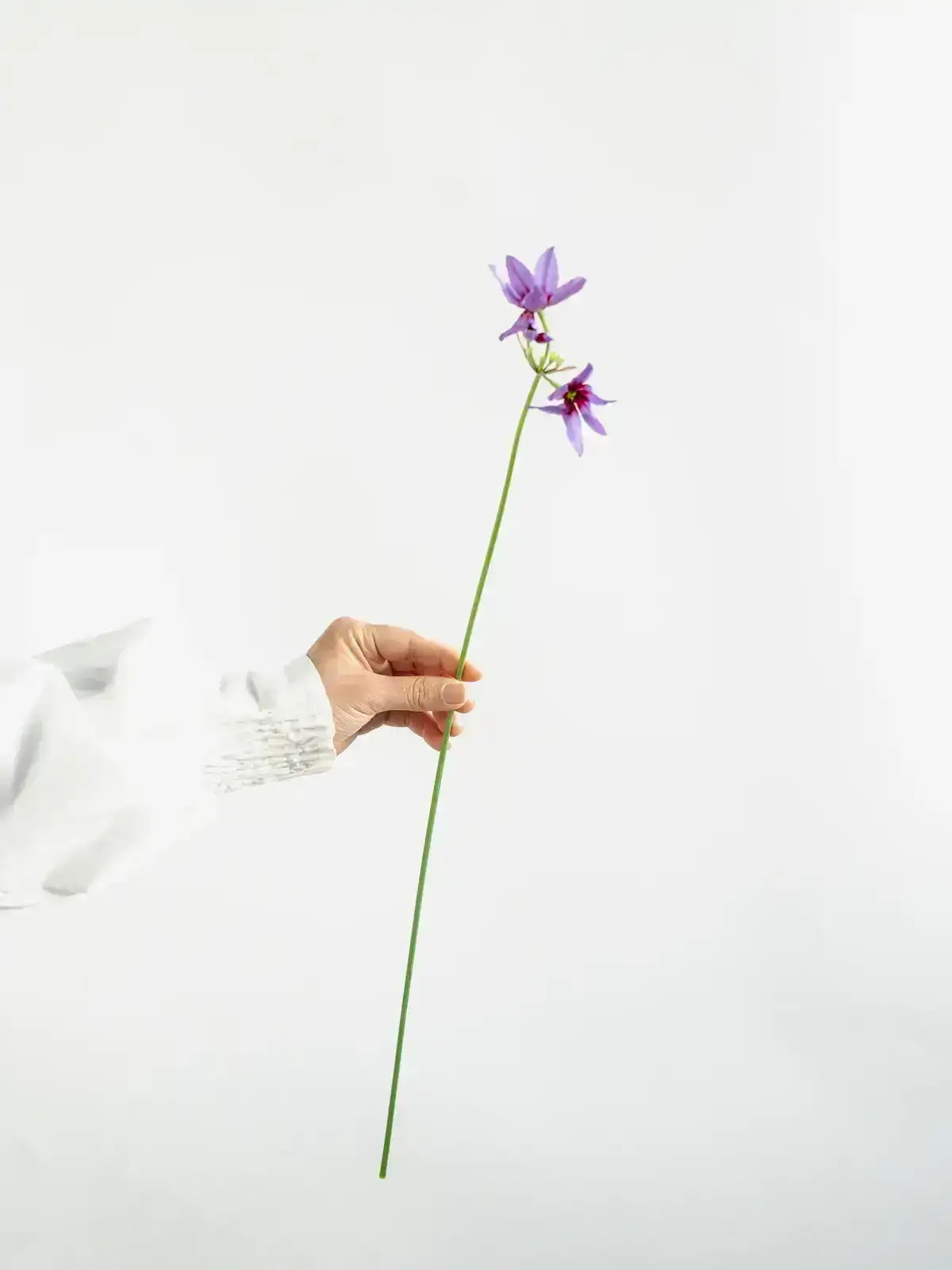 タイムセール】リューココリーネ（濃紫）カラベル｜ハナイチ｜花と植物