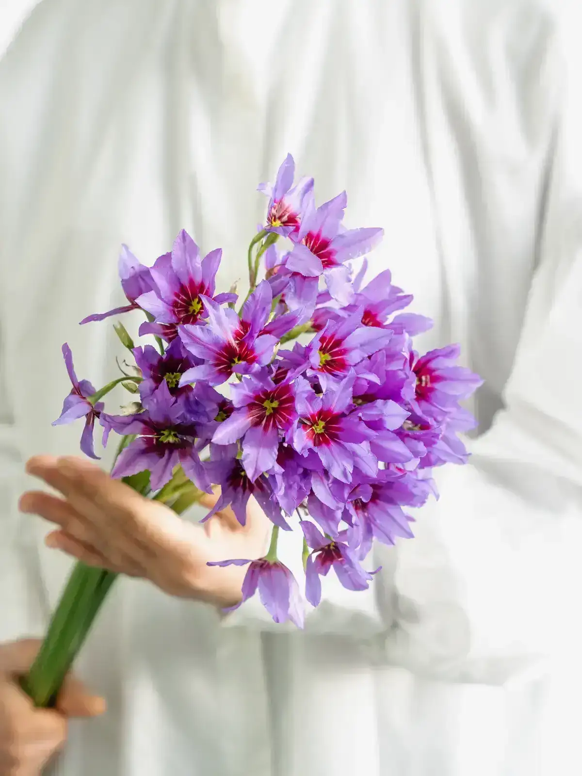 タイムセール】リューココリーネ（濃紫）カラベル｜ハナイチ｜花と植物