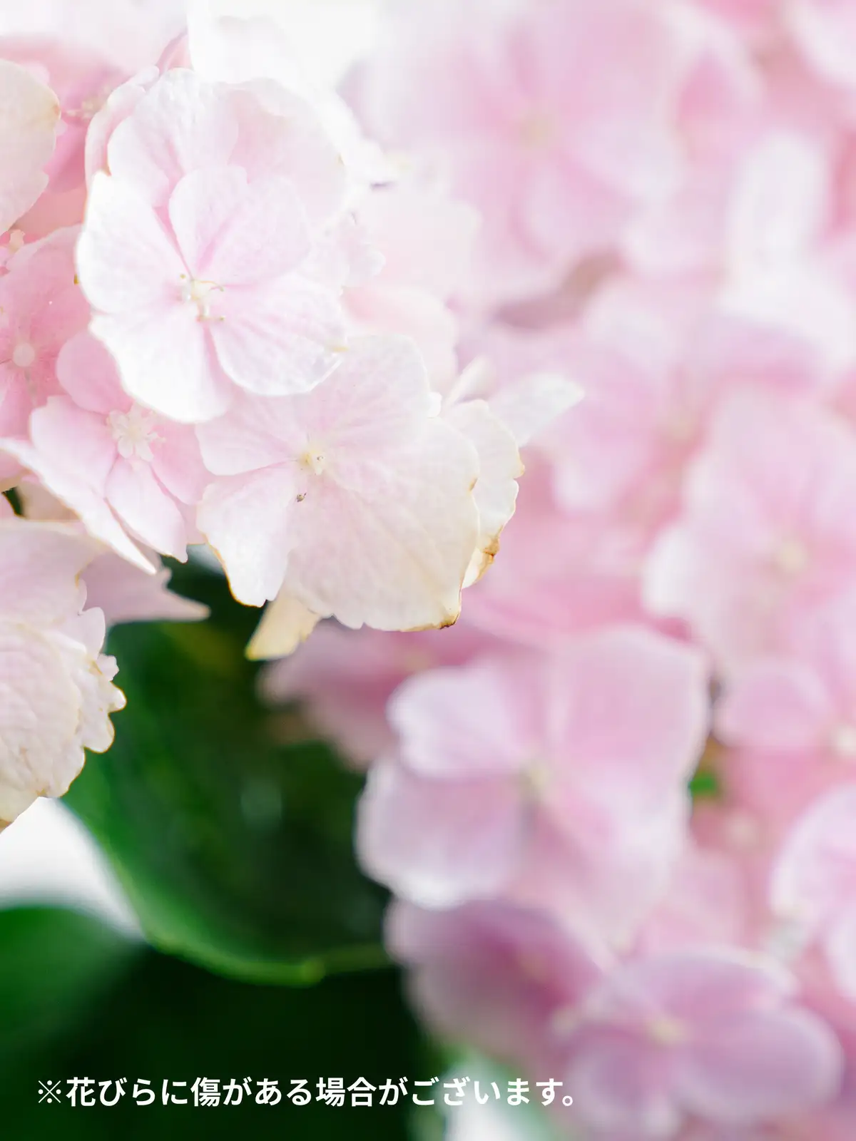 アジサイ（白）｜花の仕入れを簡単に。花材の卸通販｜ハナイチ