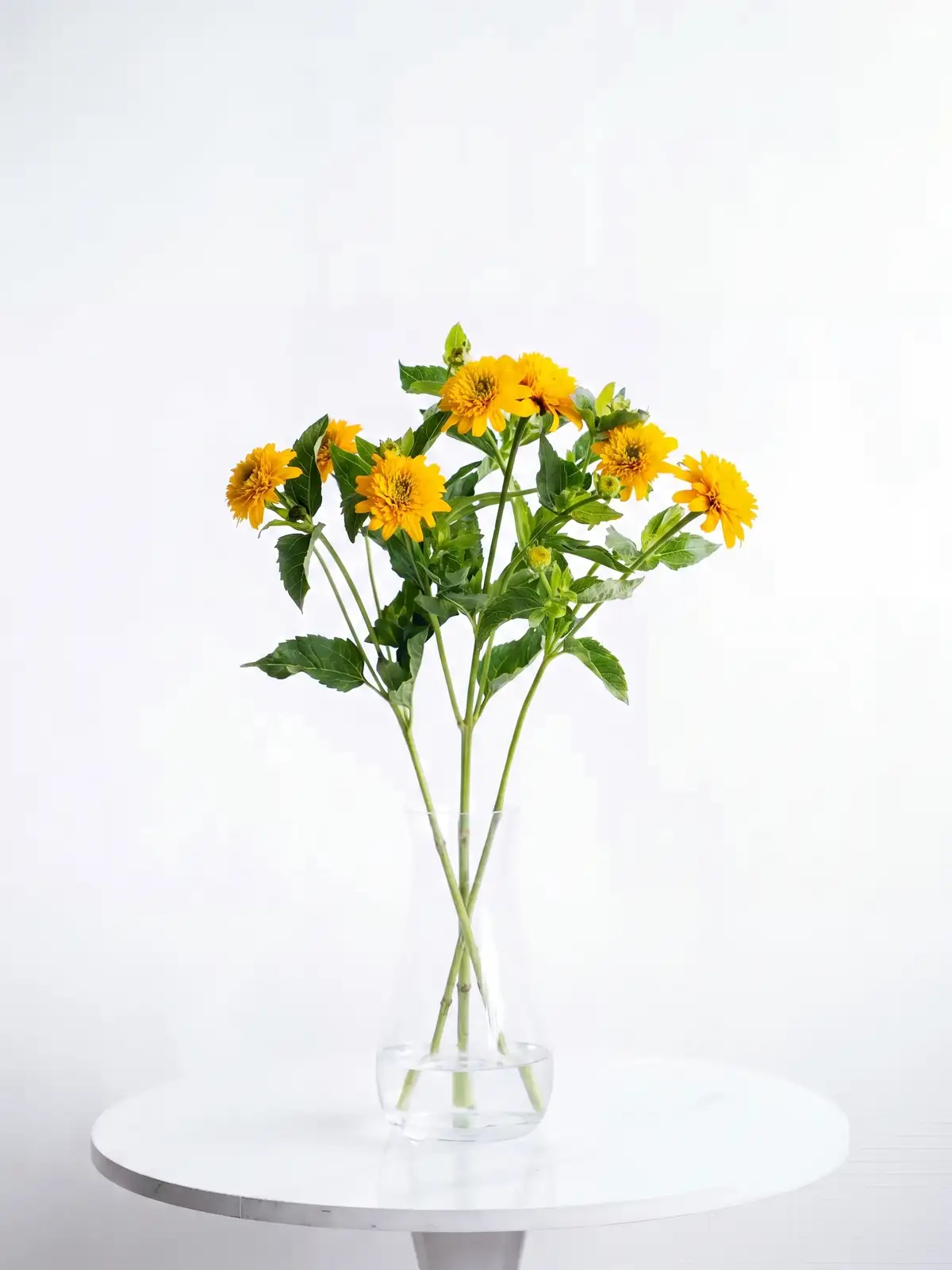 ヒメヒマワリ（オレンジ）旭｜花の仕入れを簡単に。花材の卸通販｜ハナイチ