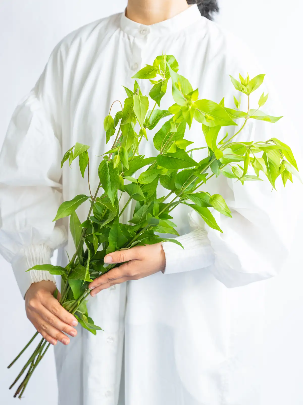 タイムセール】ミント（その他）｜花の仕入れを簡単に。花材の卸通販