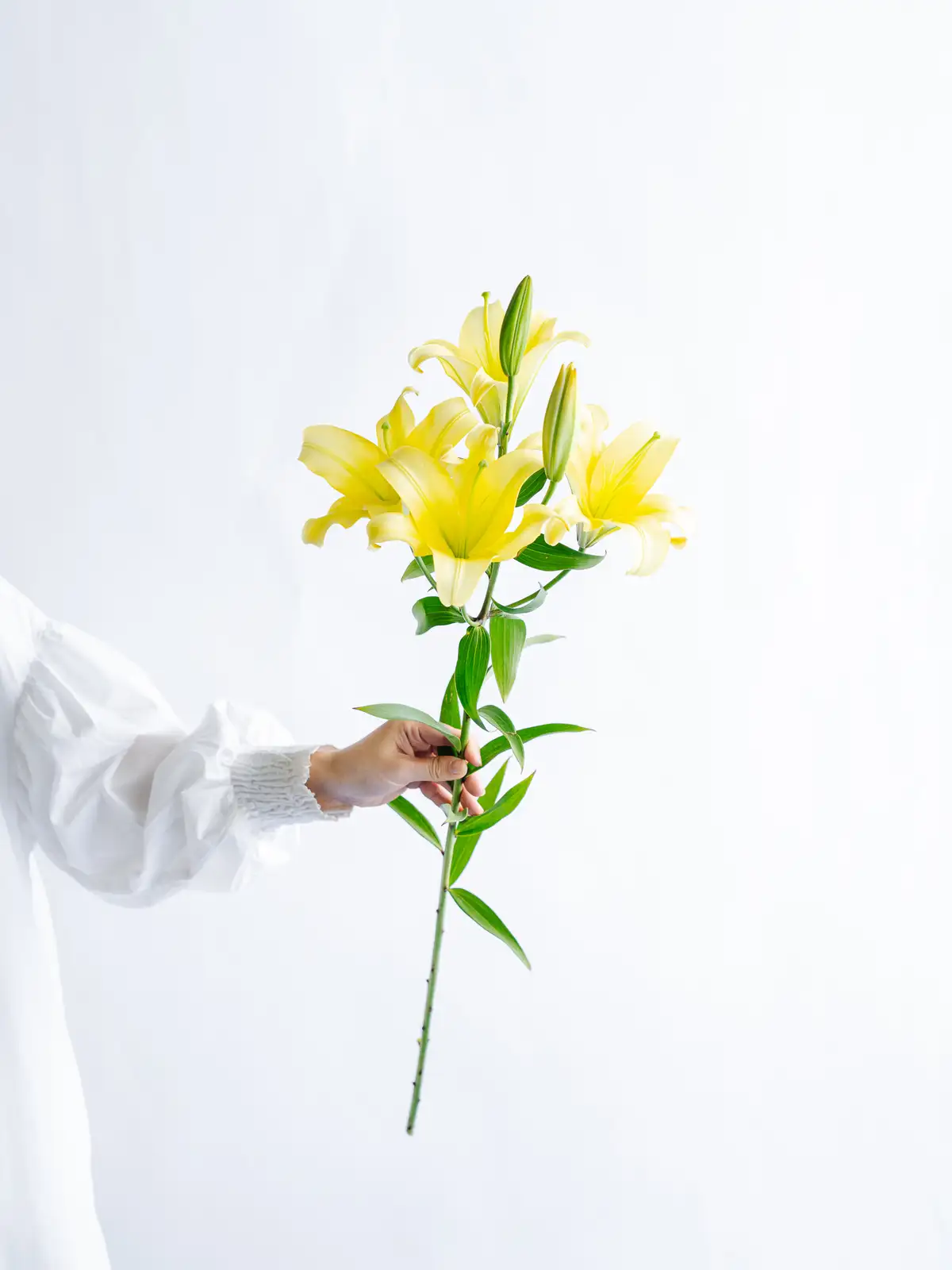 オリエンタルリリー（黄色）イエローウィーン｜花の仕入れを簡単に。花