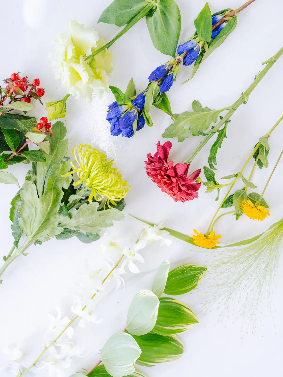 レモンリーフ（緑）おまかせ品種｜花の仕入れを簡単に。花材の卸通販