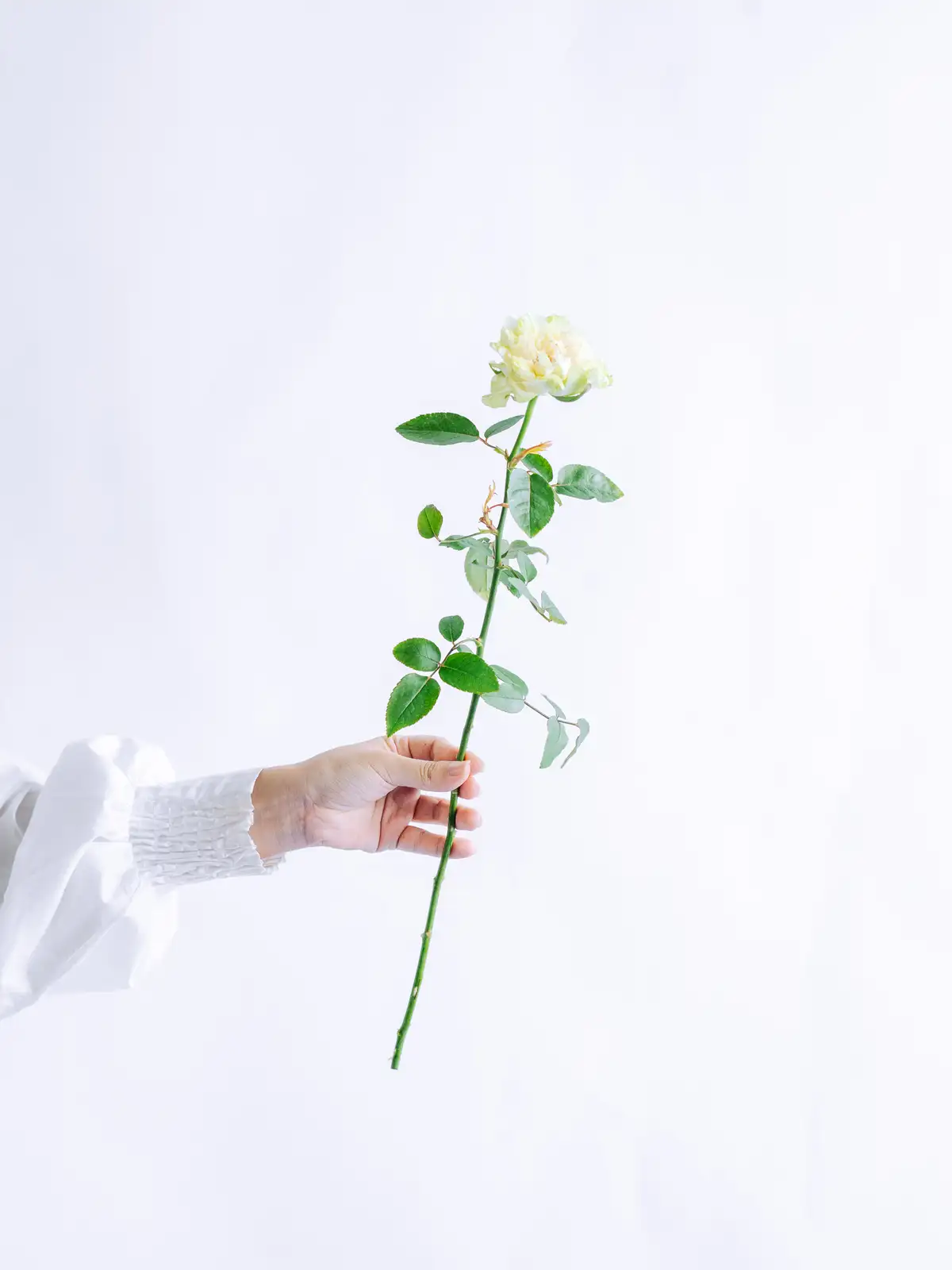 レモンリーフ（緑）おまかせ品種｜花の仕入れを簡単に。花材の卸通販