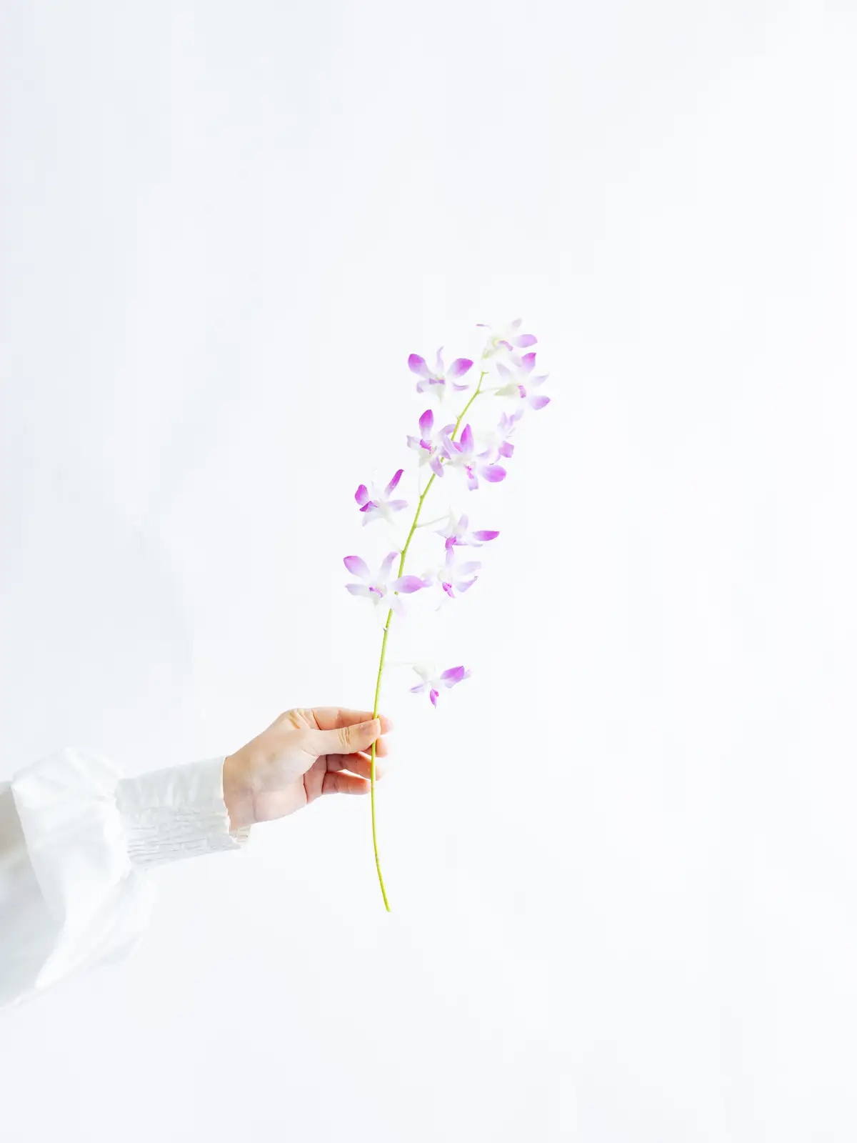FELLER 花と蝶のブランケット ピンク 75cm ハイジ デンファレ（ピンク）ジャックハワイピンク｜花の仕入れを簡単に。花材