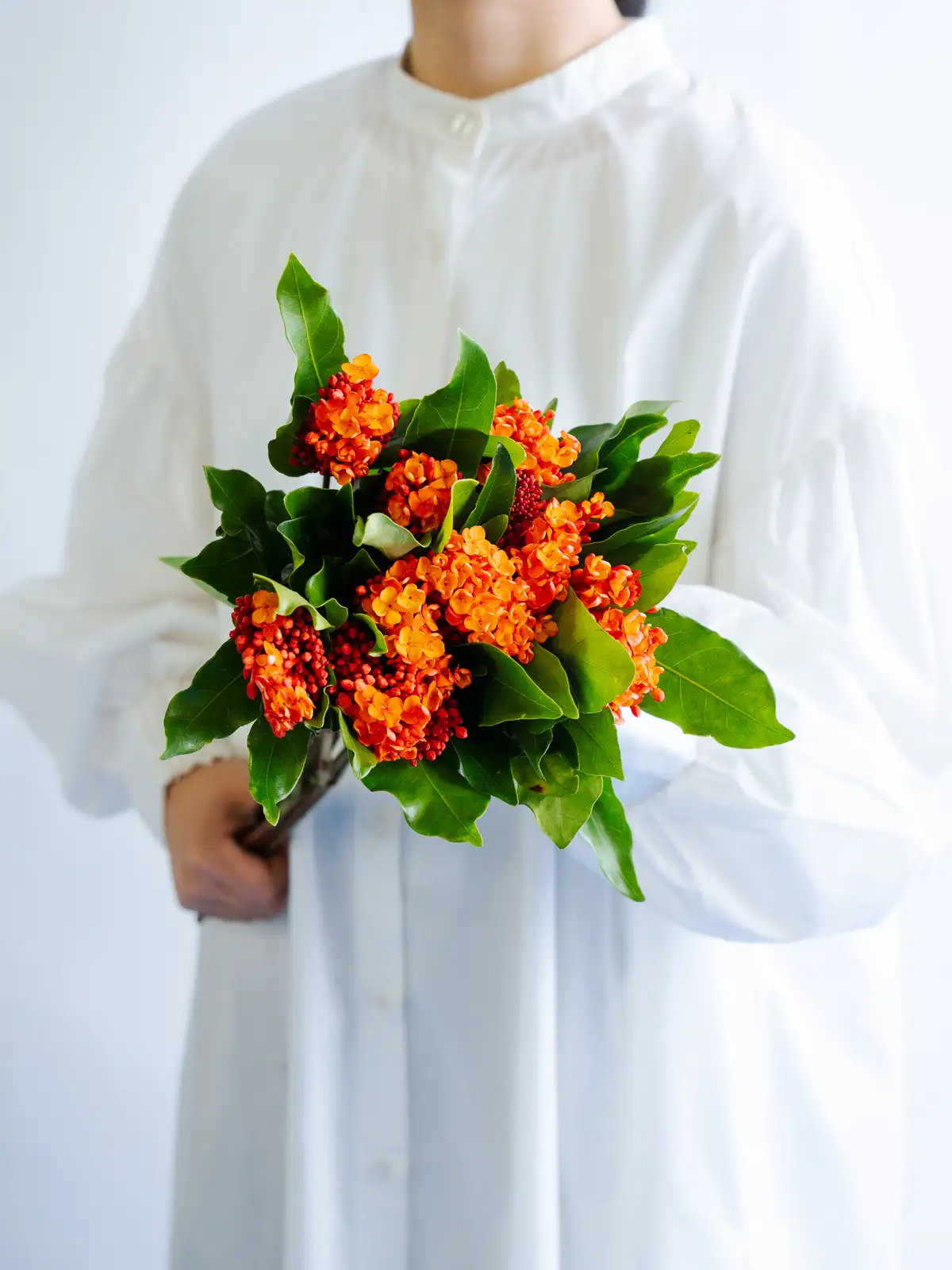 オレンジの花材一覧 さ行｜花の仕入れを簡単に。花材の卸通販｜ハナイチ