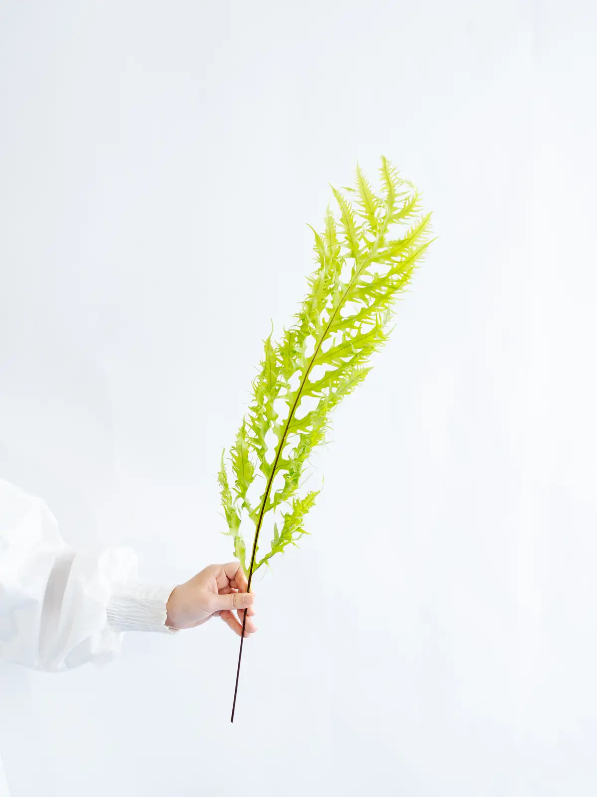 シダ（緑）飛竜シダ｜花の仕入れを簡単に。花材の卸通販｜ハナイチ