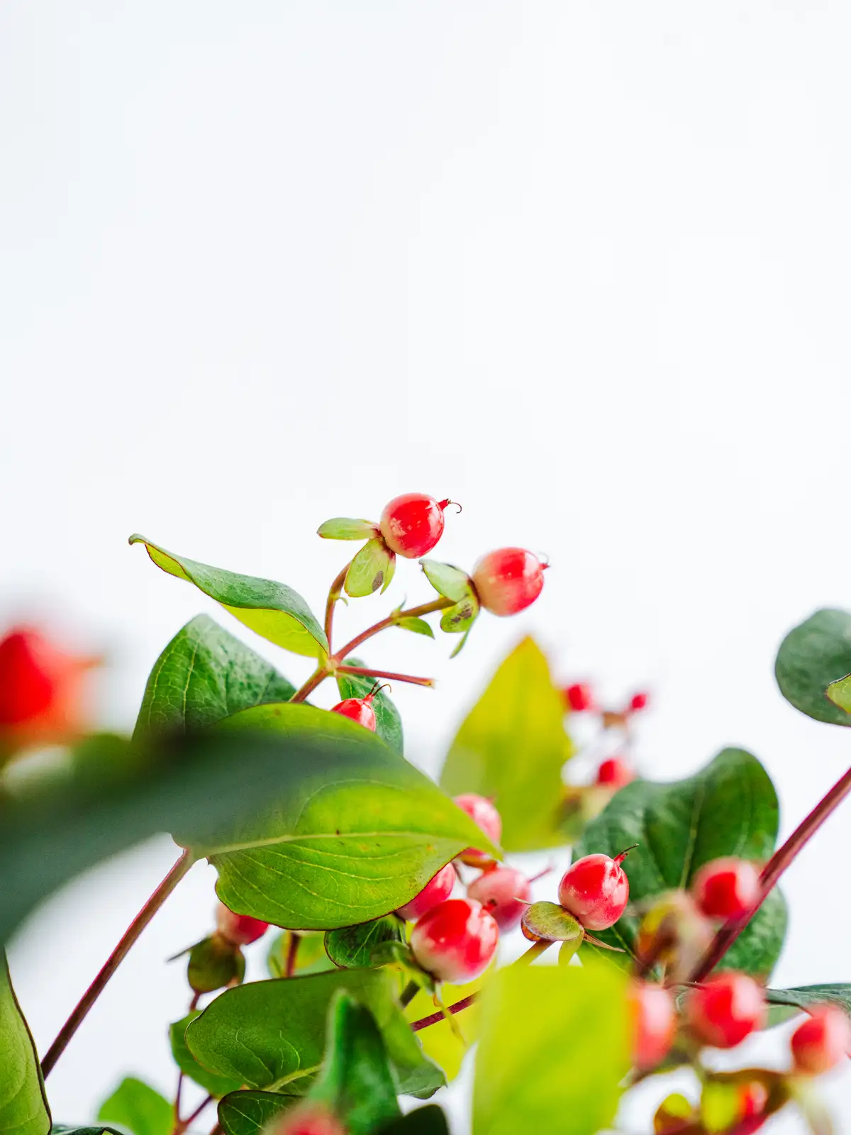 ヒペリカム(*^^*)　一個 ヒペリカム（赤）マジカルミッドナイトグロー｜花の仕入れを簡単に。花