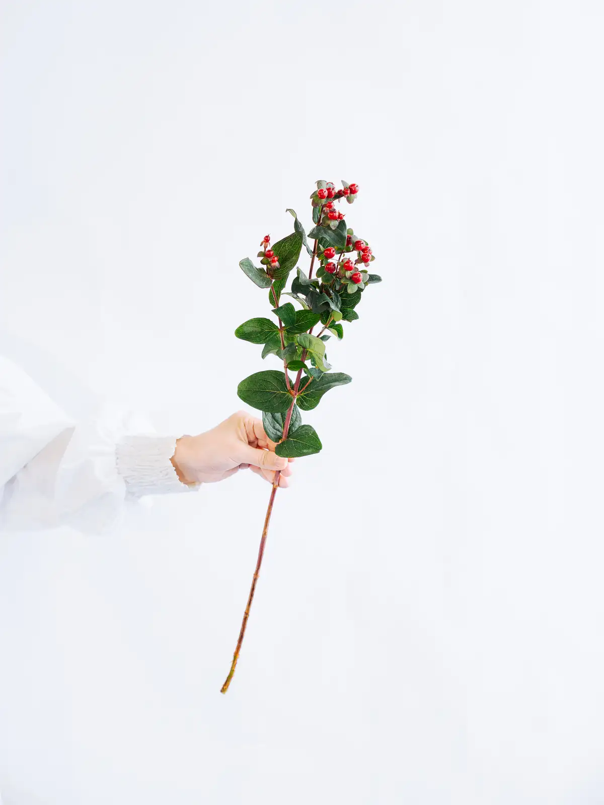 ヒペリカム（赤）ディープレッド｜花の仕入れを簡単に。花材の卸通販
