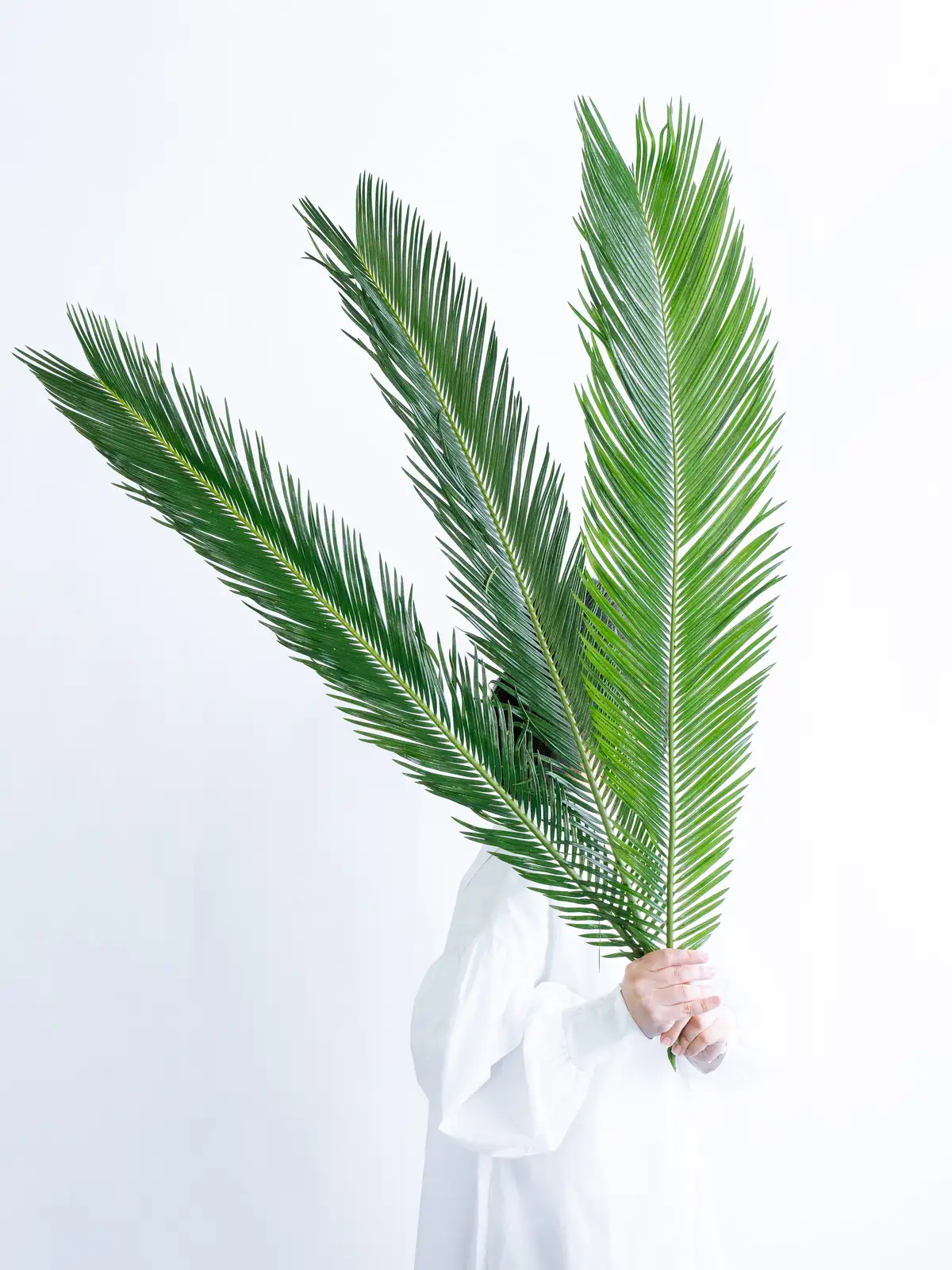 タイムセール】ソテツ（緑）｜花の仕入れを簡単に。花材の卸通販｜ハナイチ