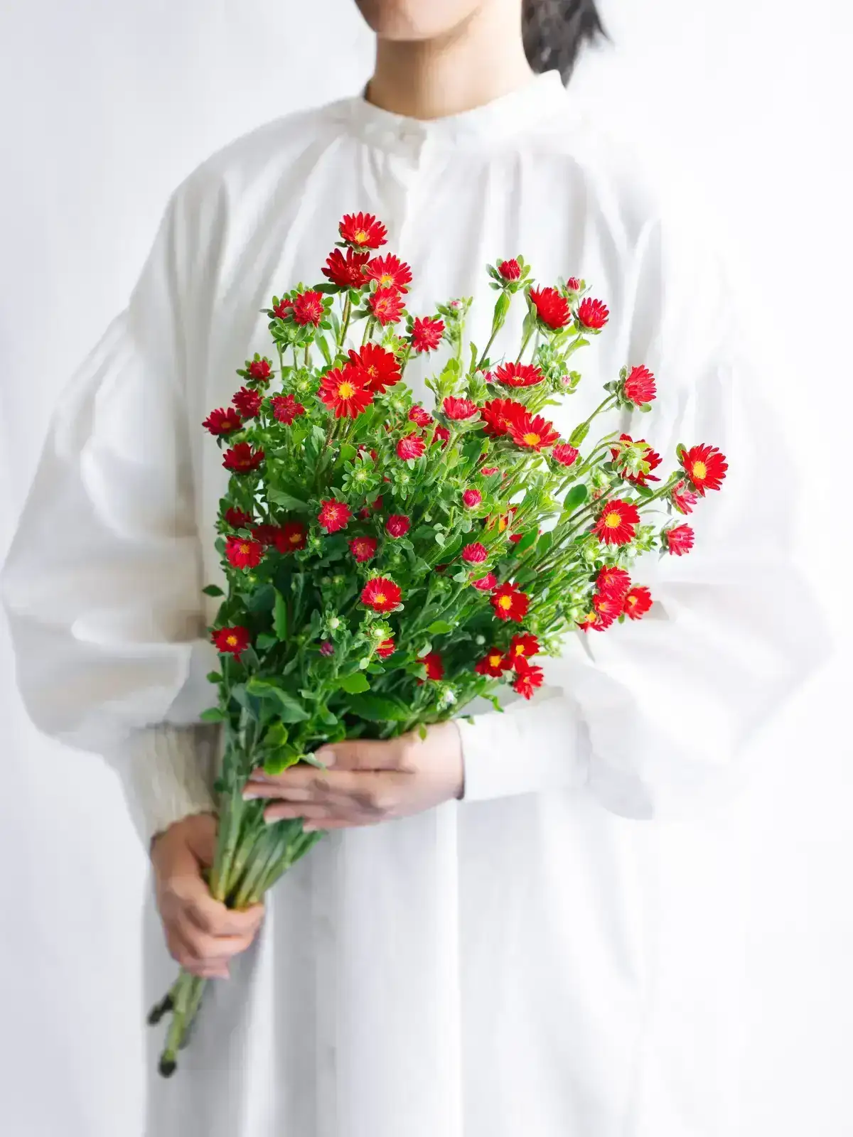 アスター（赤）おまかせ品種｜花の仕入れを簡単に。花材の卸通販｜ハナイチ