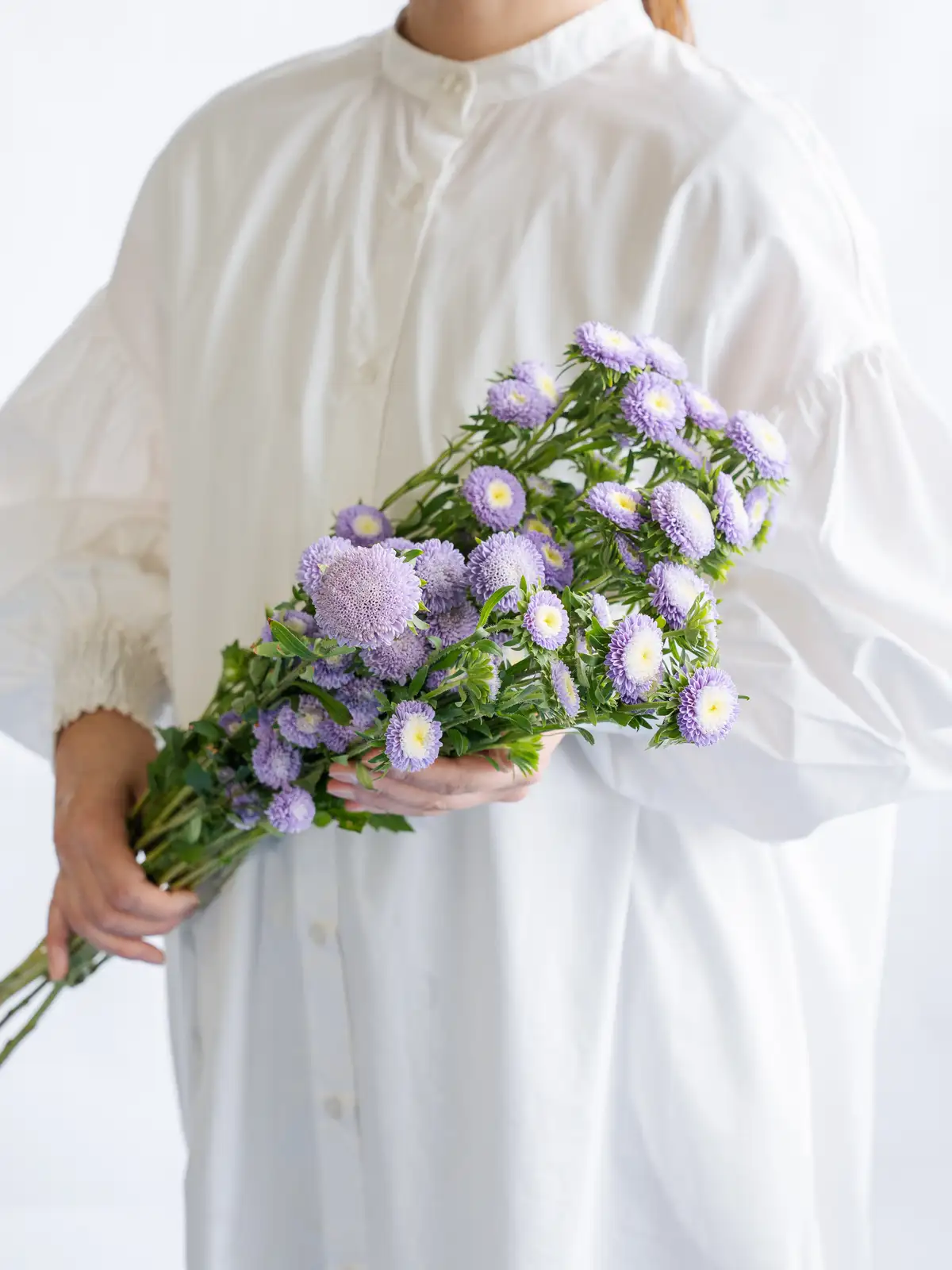 アスター（紫）マカロンブルー｜花の仕入れを簡単に。花材の卸通販
