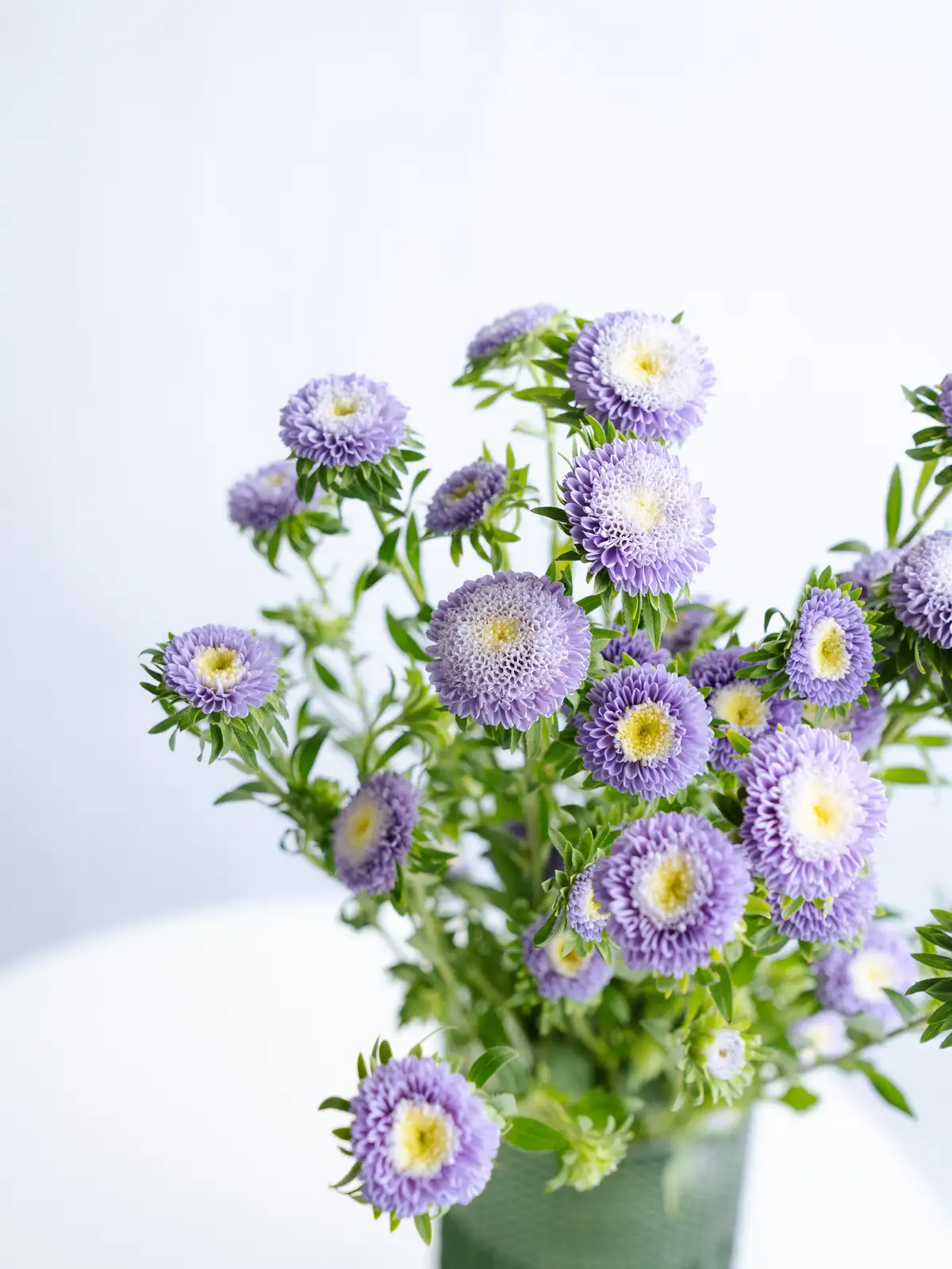 アスター（紫）マカロンブルー｜花の仕入れを簡単に。花材の卸通販