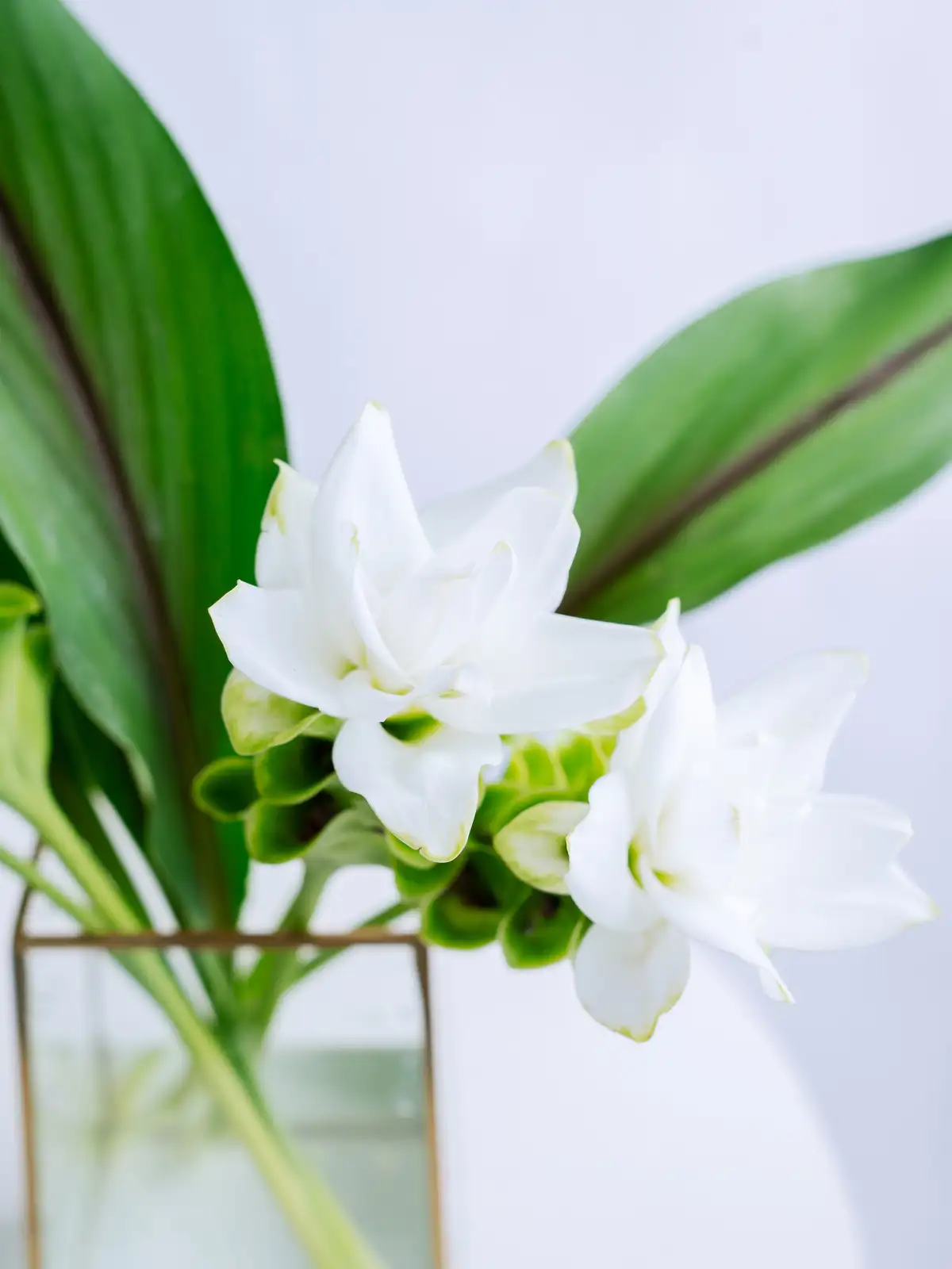 クルクマ（白）ホワイトマリアージュ｜花の仕入れを簡単に。花材の卸