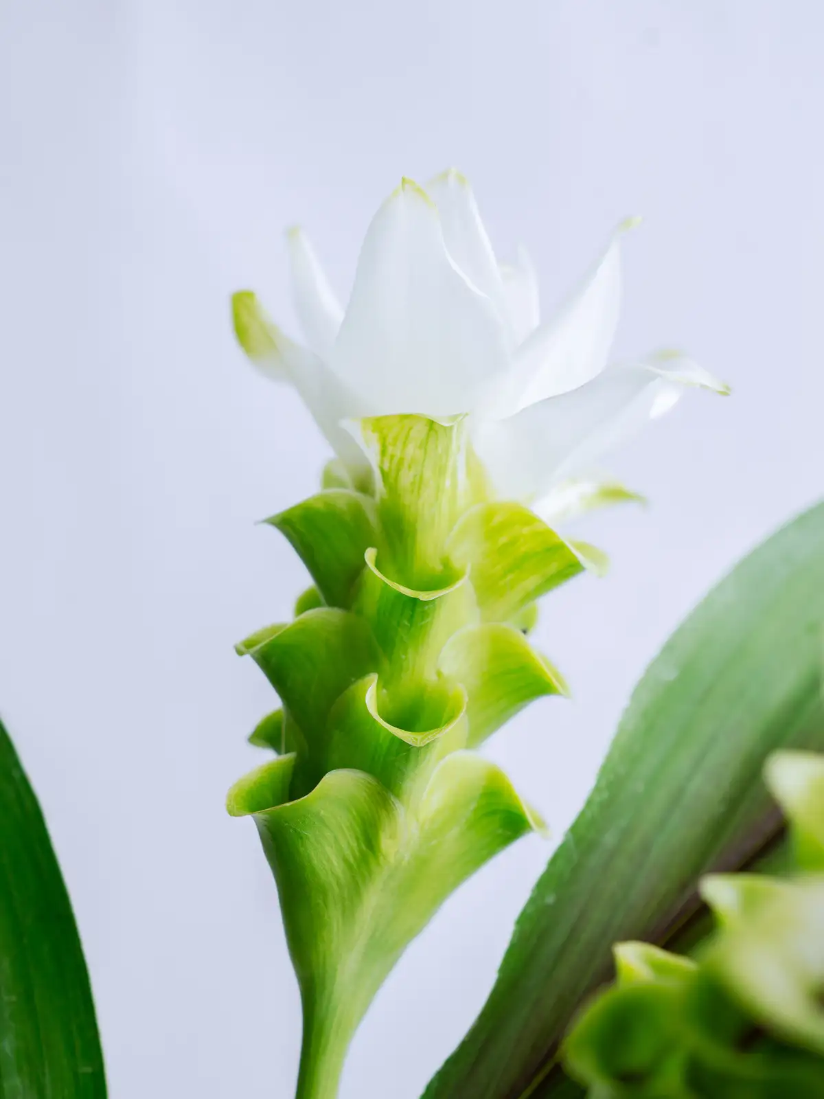 クルクマ（白）ホワイトマリアージュ｜花の仕入れを簡単に。花材の卸