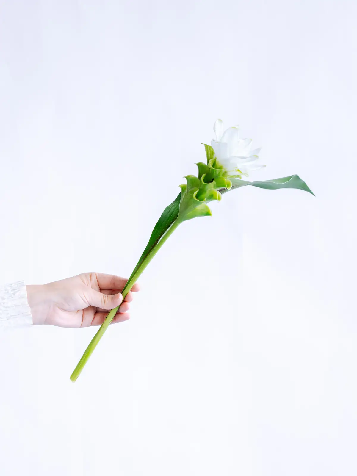 クルクマ（白）ホワイトマリアージュ｜花の仕入れを簡単に。花材の卸
