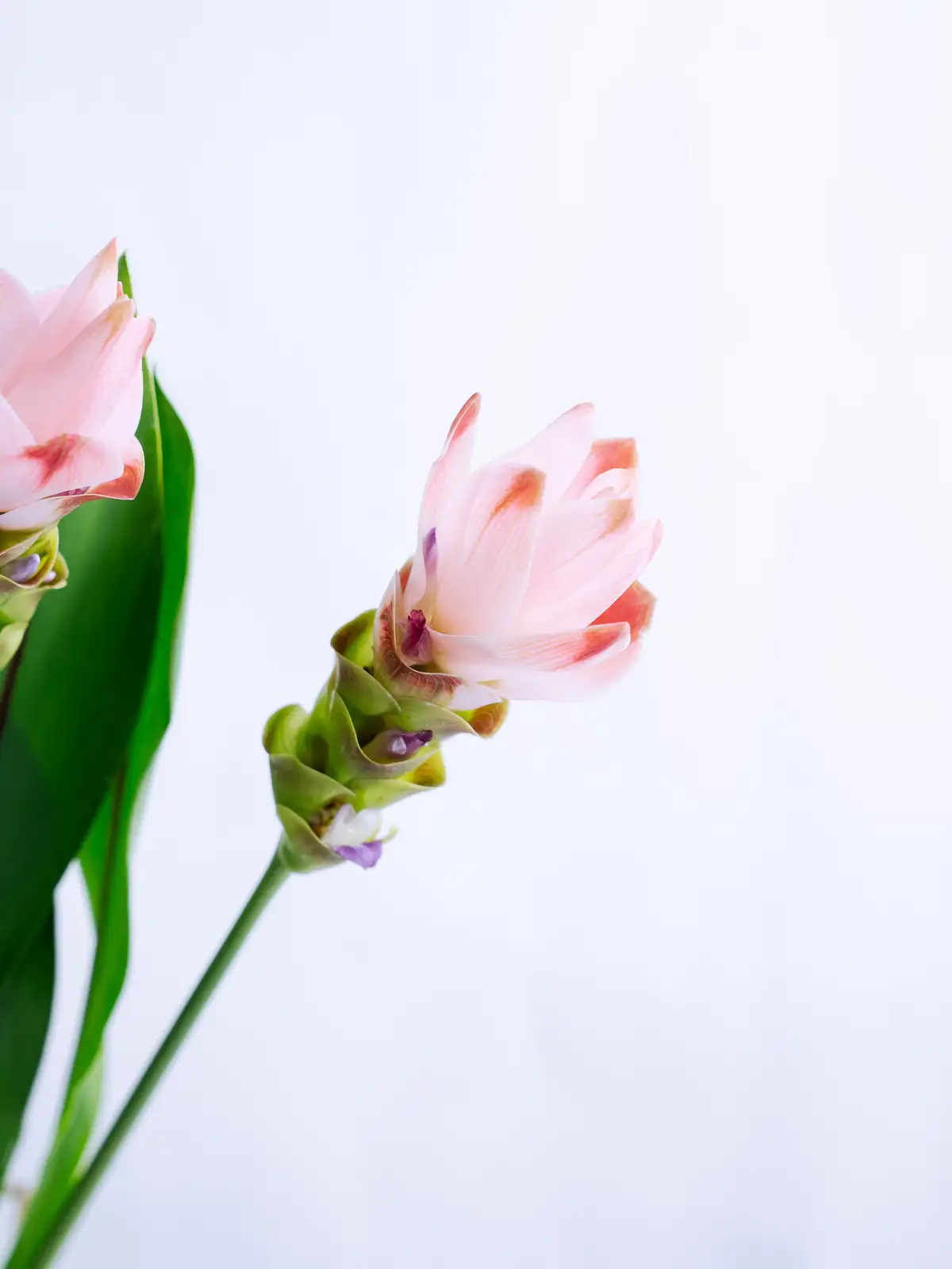 クルクマ（ピンク）サイアムシルク｜花の仕入れを簡単に。花材の卸通販