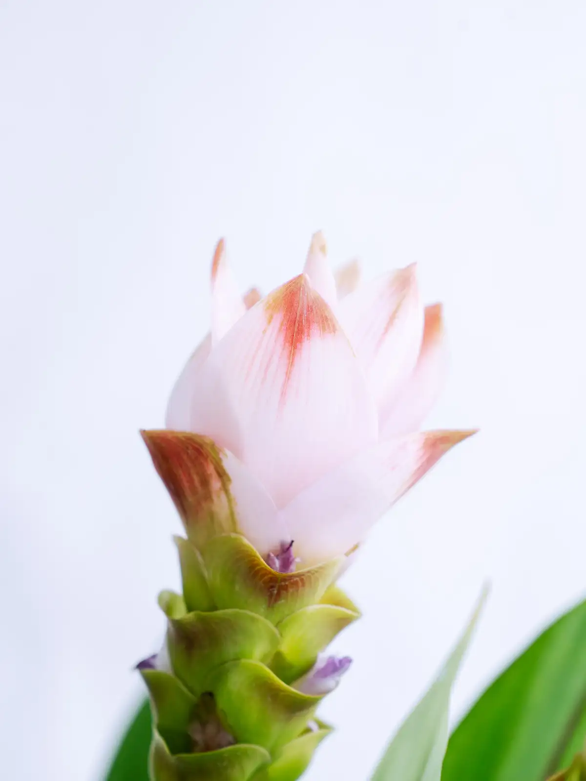 クルクマ（ピンク）サイアムシルク｜花の仕入れを簡単に。花材の卸通販