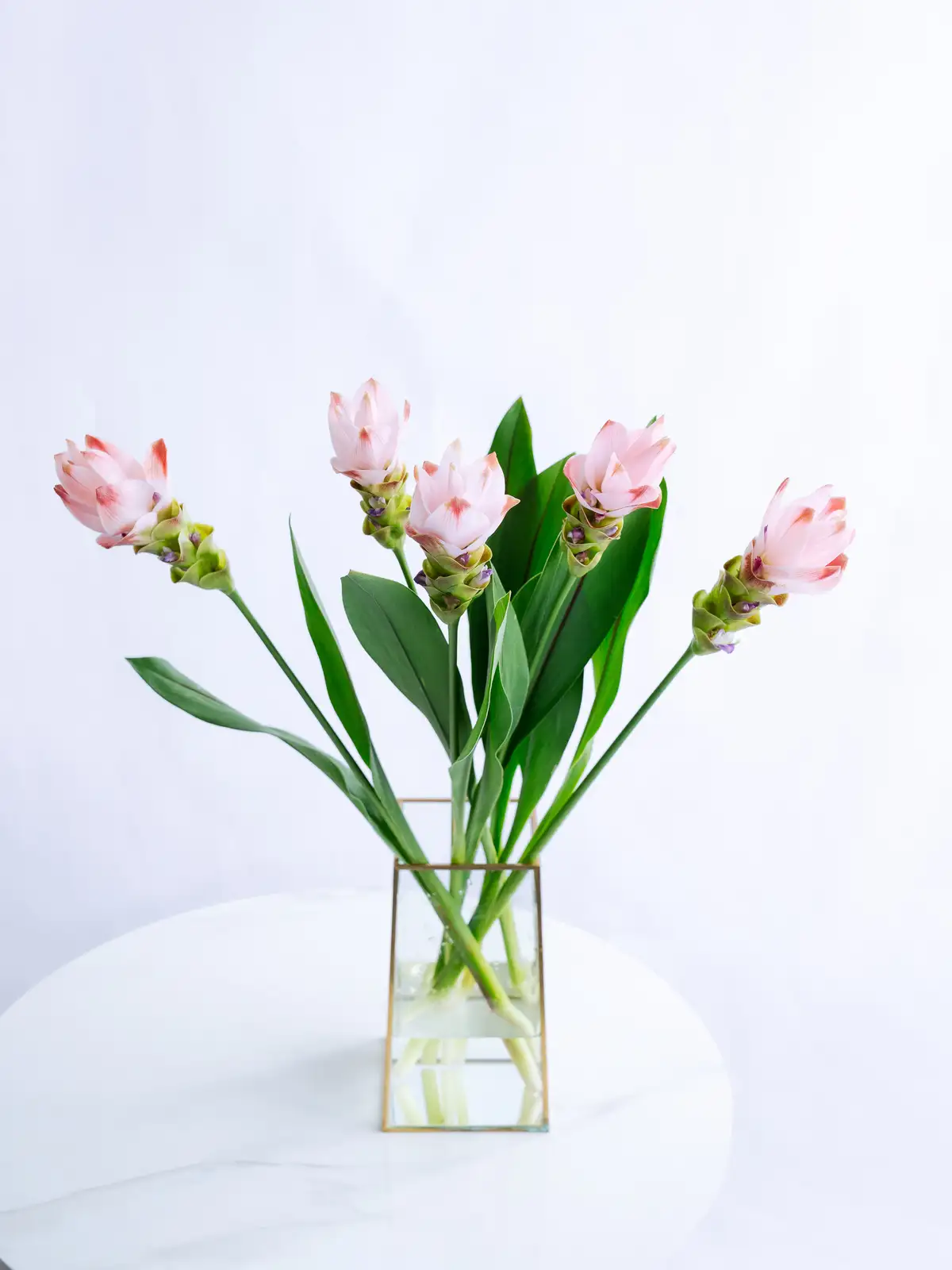 クルクマ（ピンク）サイアムシルク｜花の仕入れを簡単に。花材の卸通販