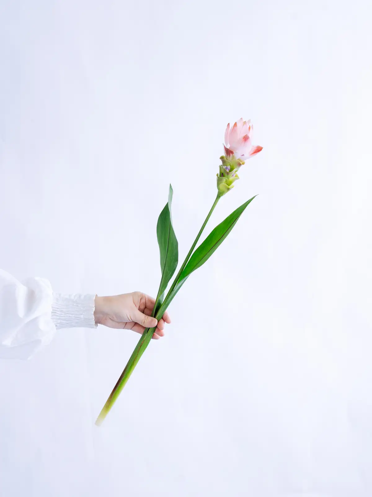 クルクマ（ピンク）サイアムシルク｜花の仕入れを簡単に。花材の卸通販