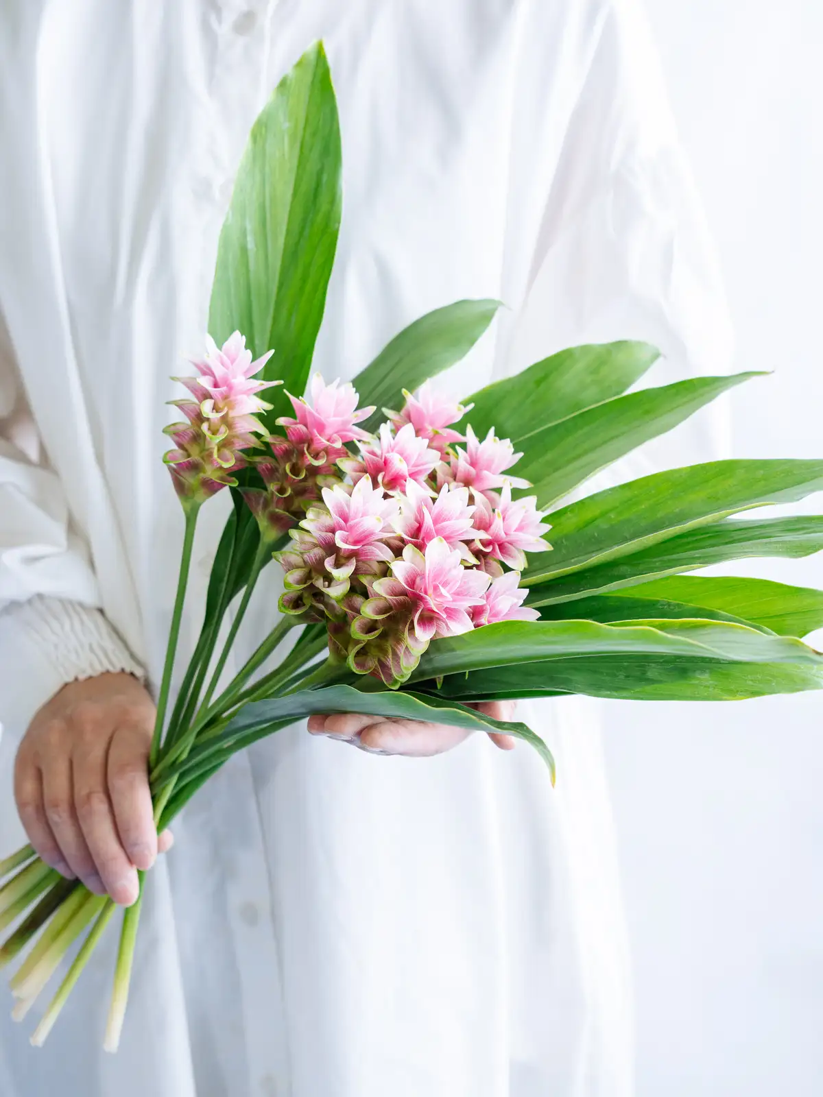 ピンクの花材一覧｜花の仕入れを簡単に。花材の卸通販｜ハナイチ