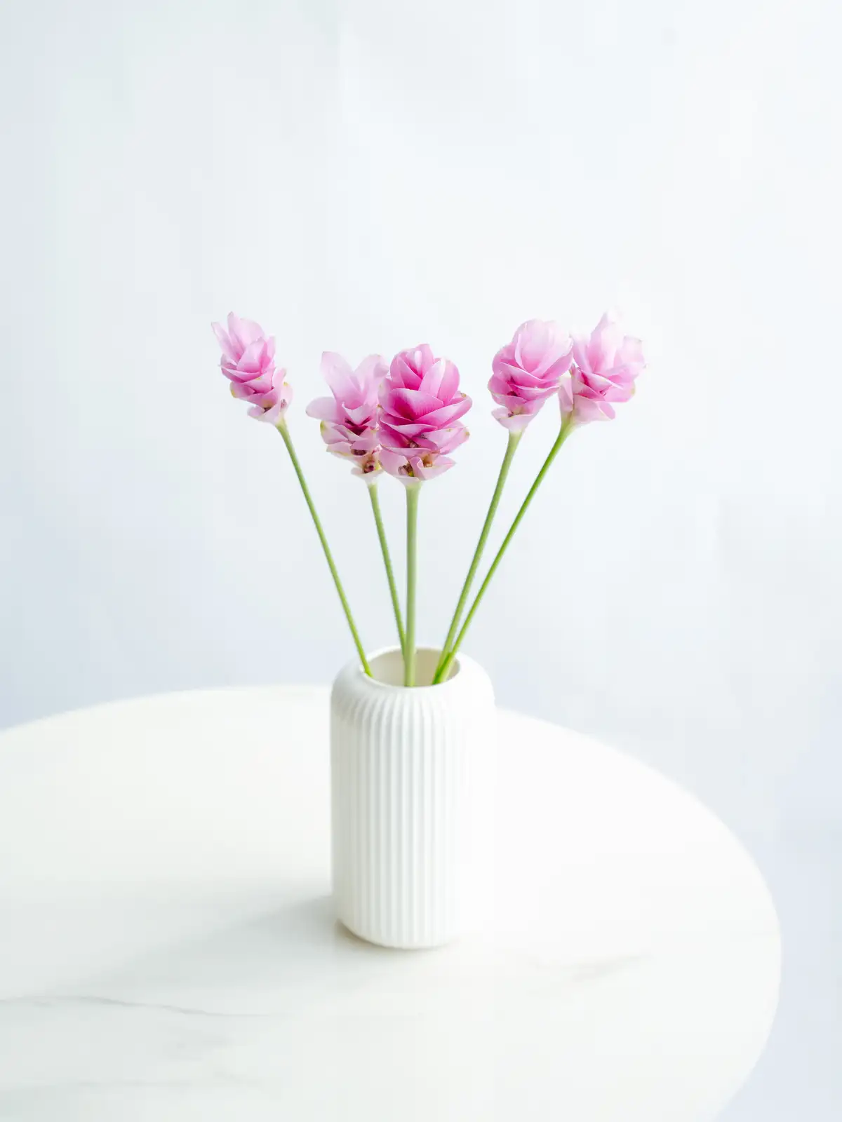 クルクマ（ピンク）プーディンマスターピース｜花の仕入れを簡単に。花