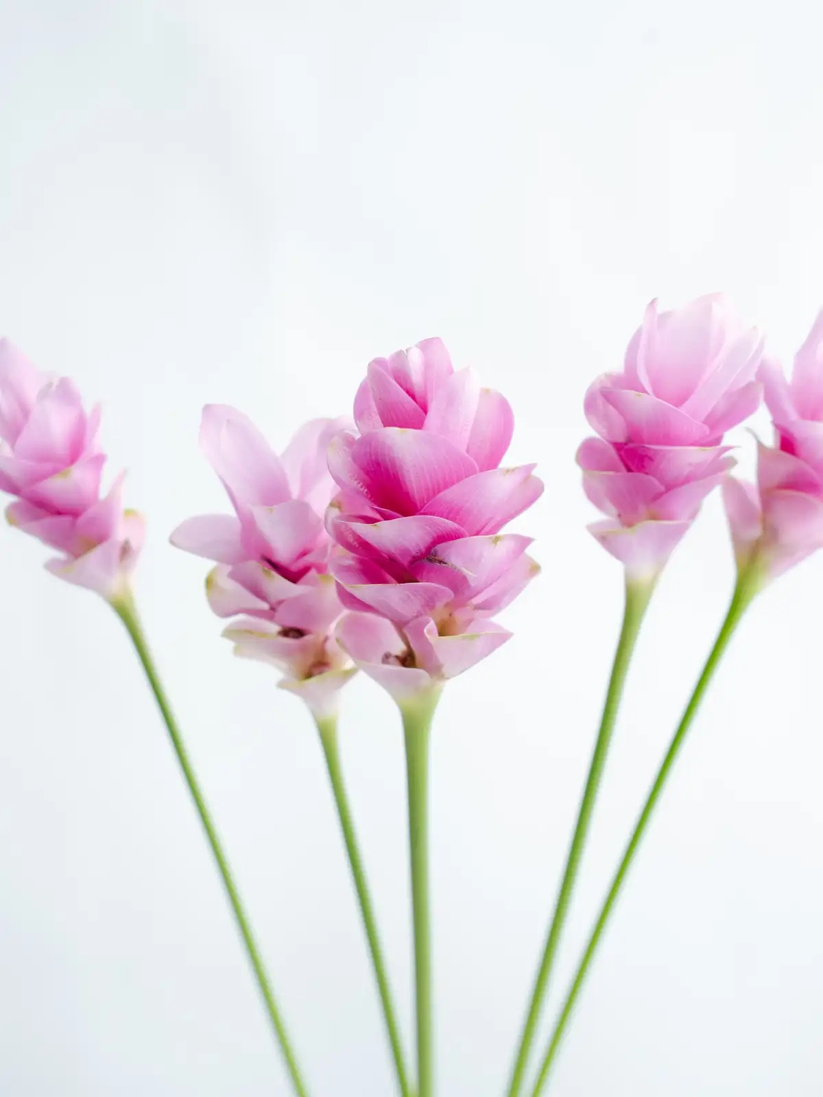 クルクマ（ピンク）プーディンマスターピース｜花の仕入れを簡単に。花
