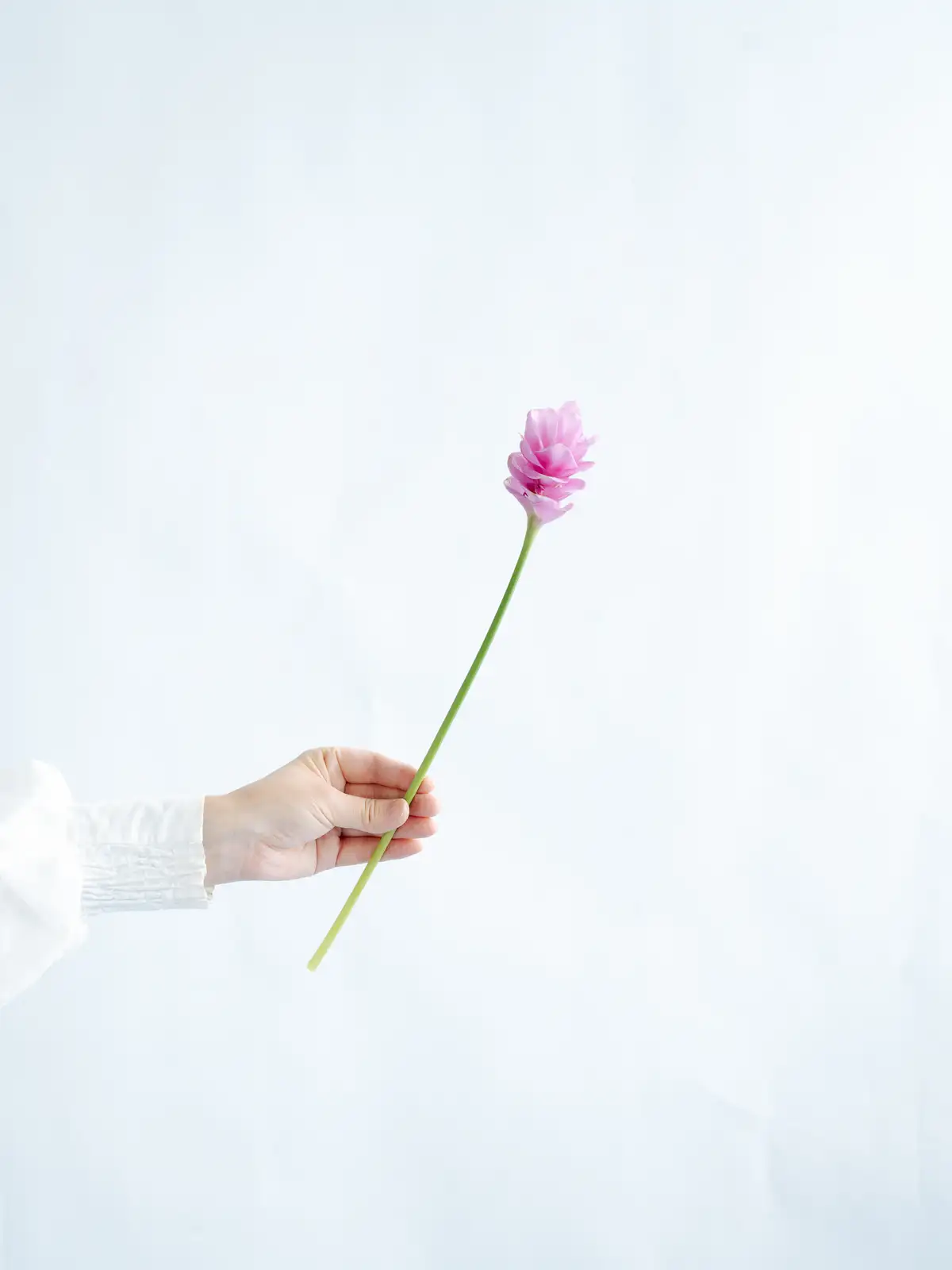 クルクマ（ピンク）プーディンマスターピース｜花の仕入れを簡単に。花