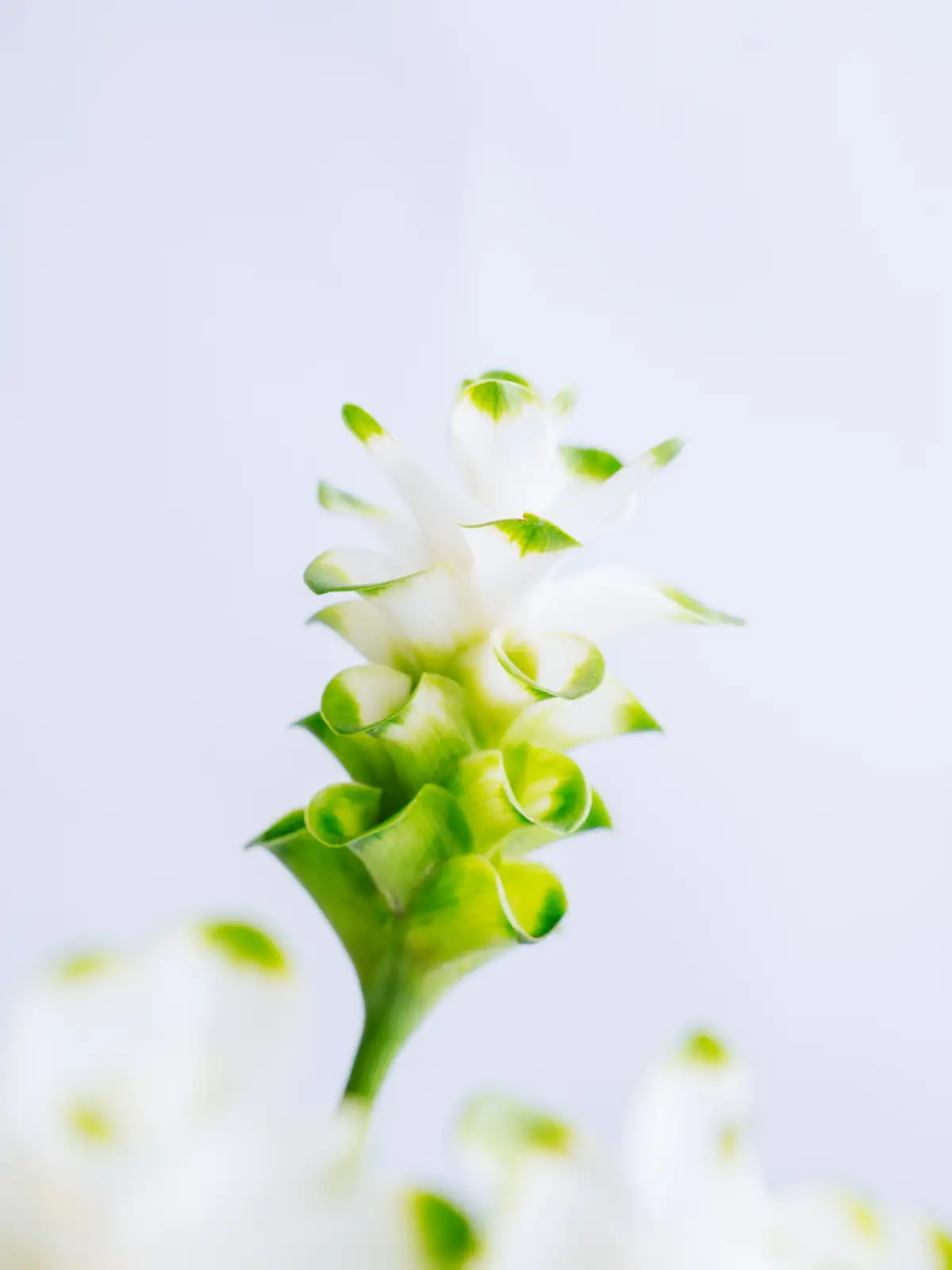 クルクマ（白）アイスジュニア｜花の仕入れを簡単に。花材の卸通販
