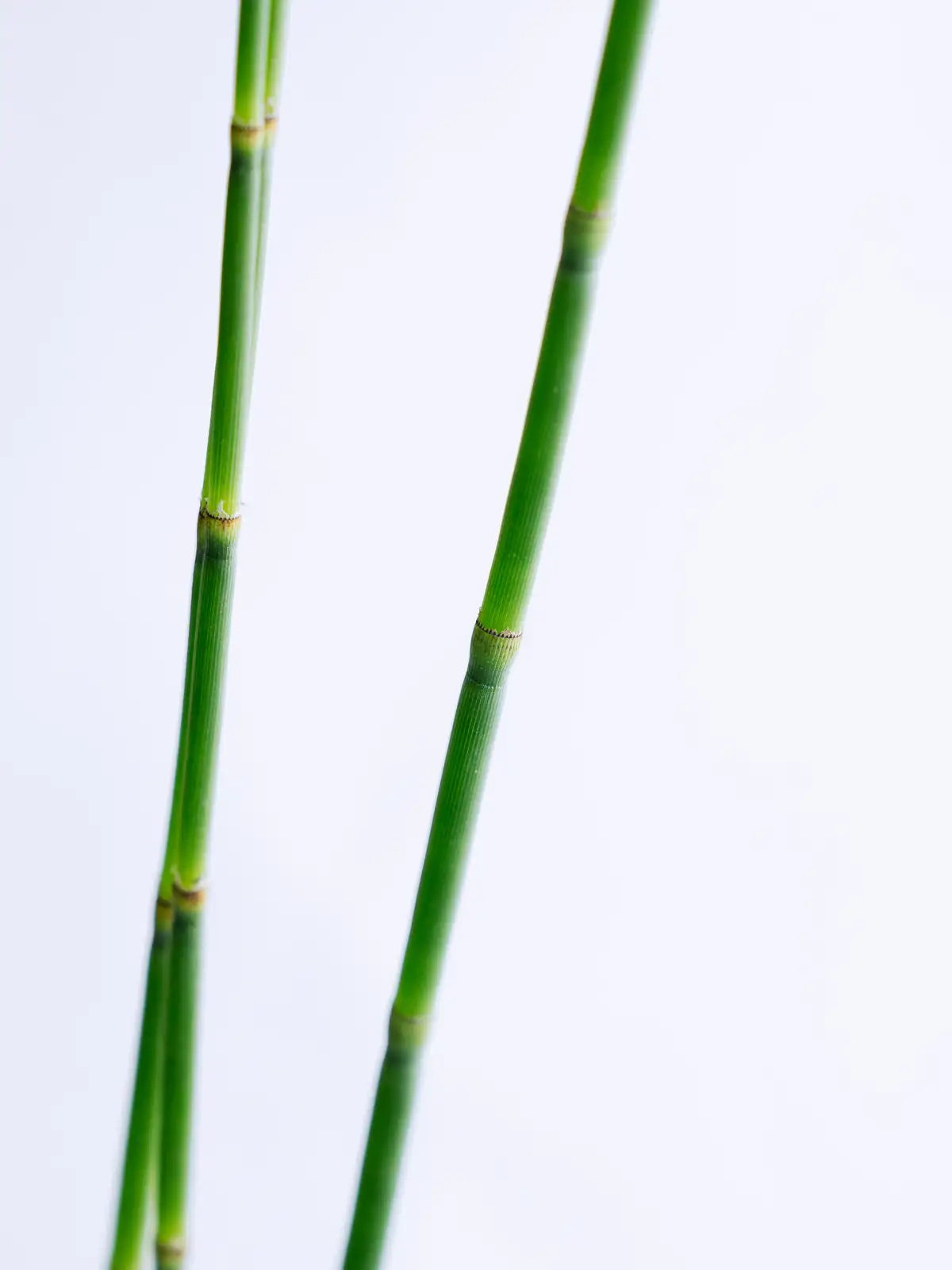 笹*塚様 27cm 超人バロム グリーン タイムセール】トクサ（緑）｜花の仕入れを簡単に。花材の卸通販｜ハナイチ