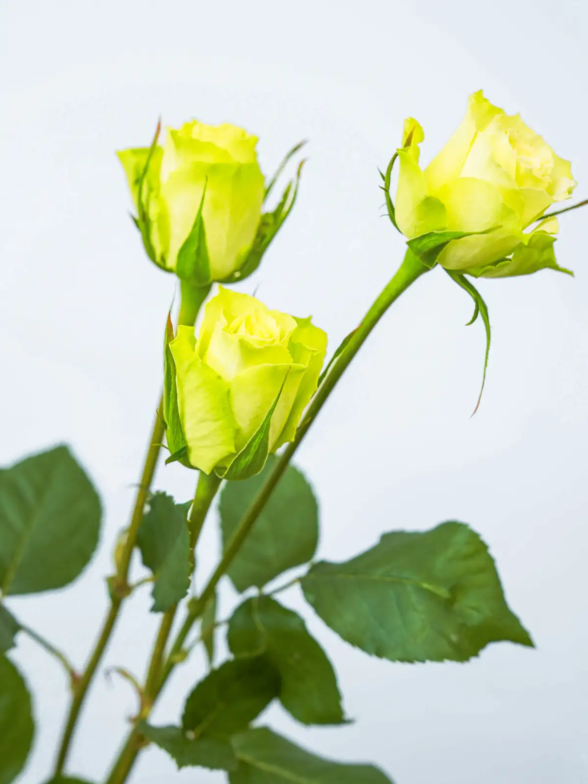 バラ（緑）ミントティー｜花の仕入れを簡単に。花材の卸通販｜ハナイチ