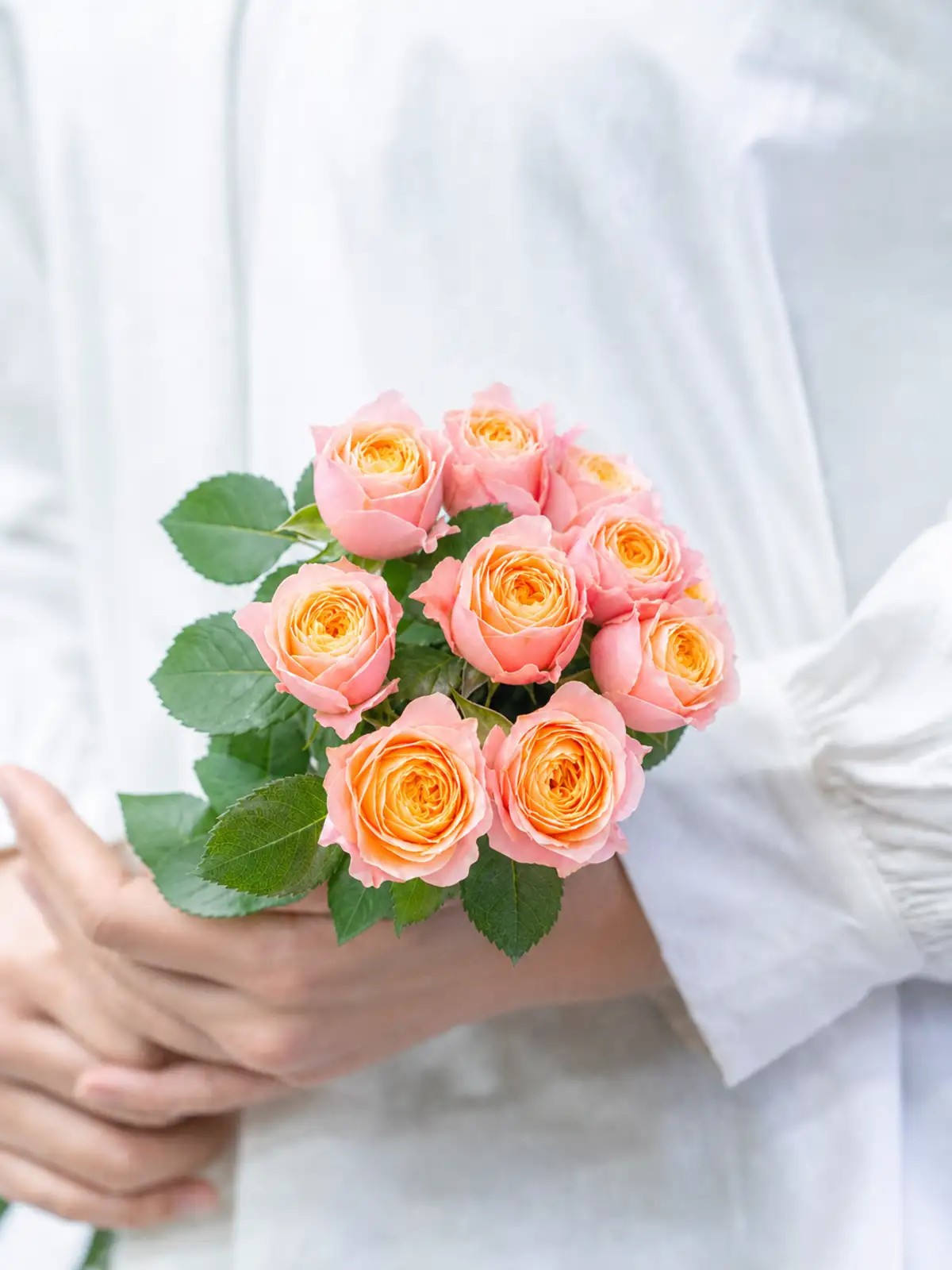 バラ（ピンク）コーラルハート｜花の仕入れを簡単に。花材の卸通販