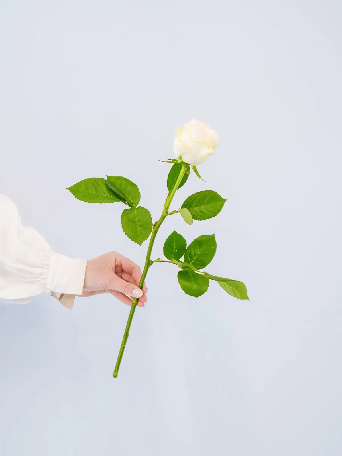 バラ（白）グランオマージュ｜花の仕入れを簡単に。花材の卸通販｜ハナイチ